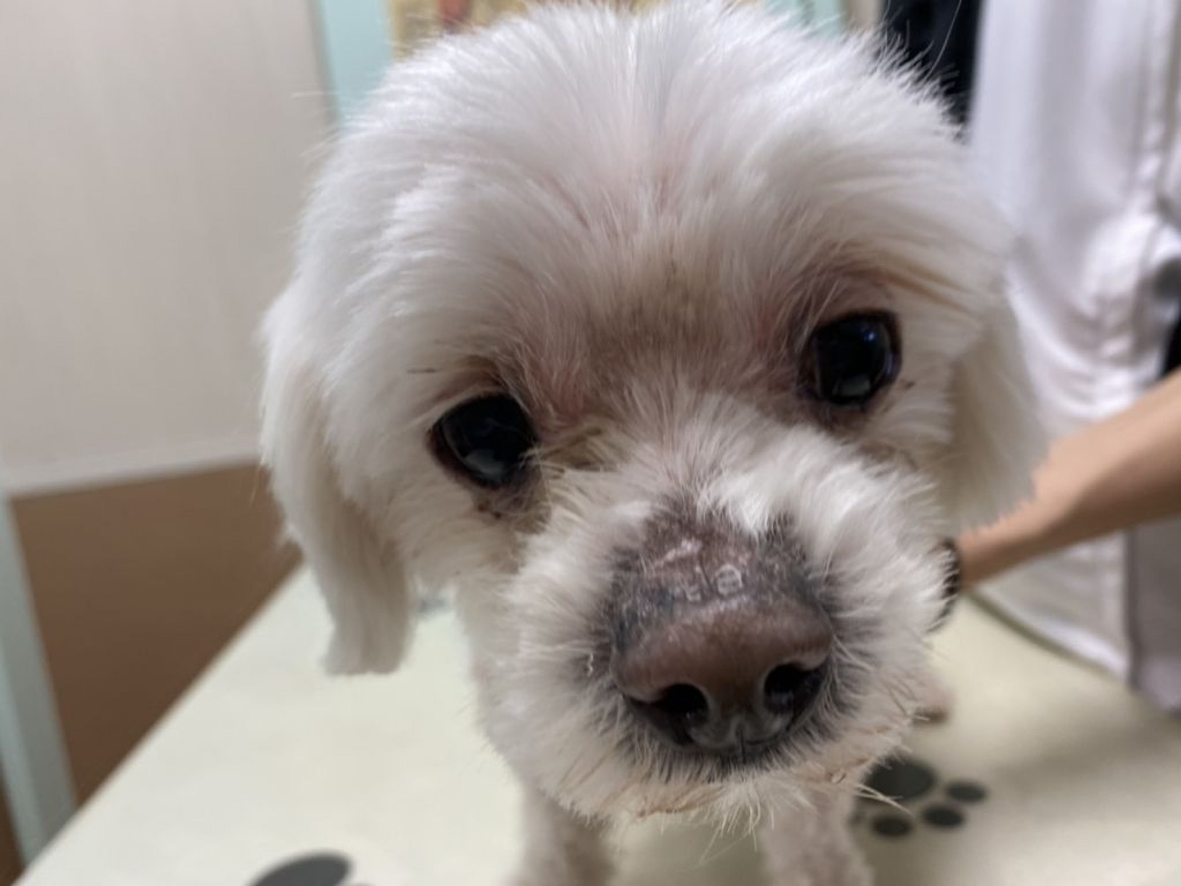 pet-image-6