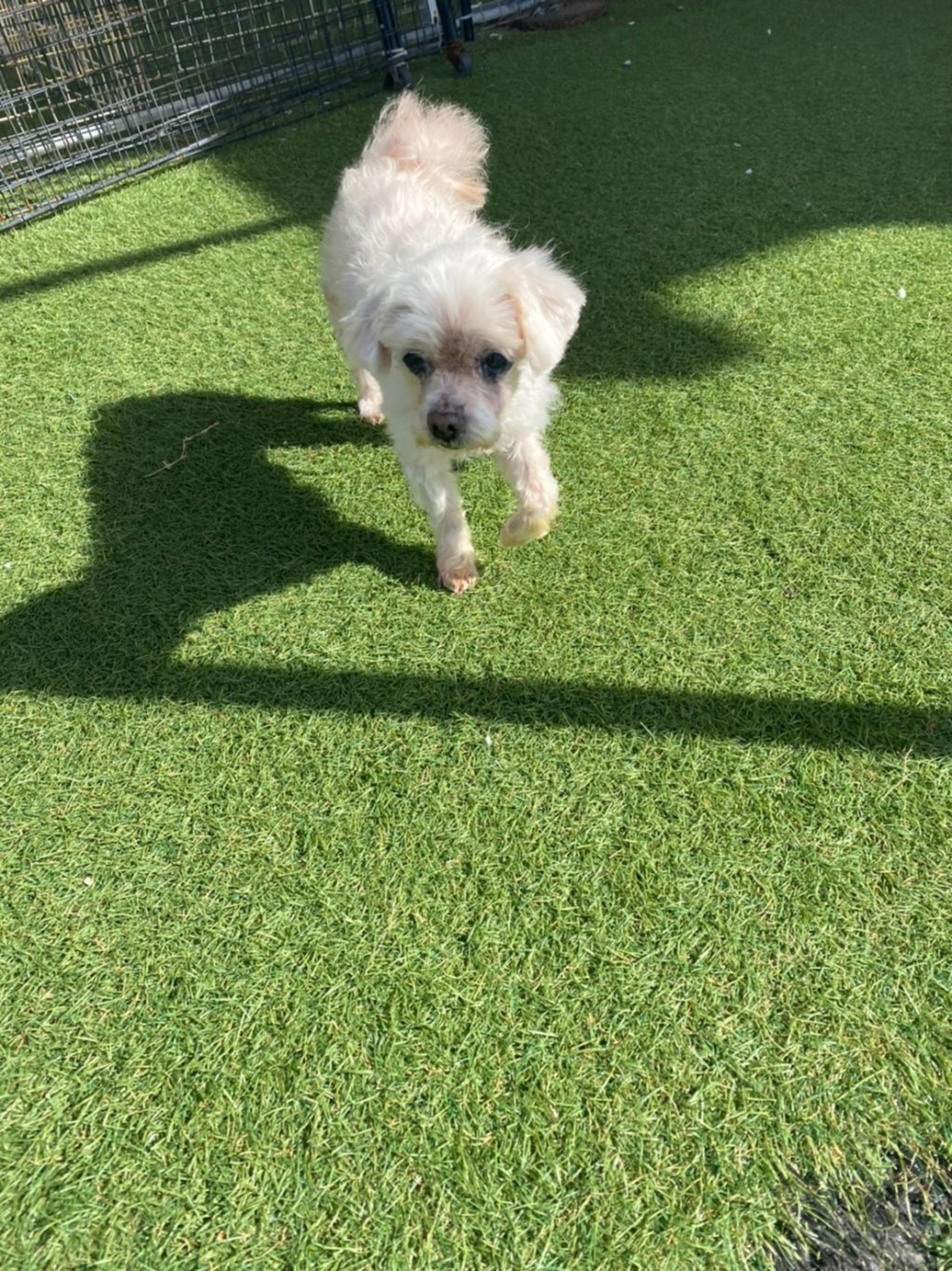 pet-image-2