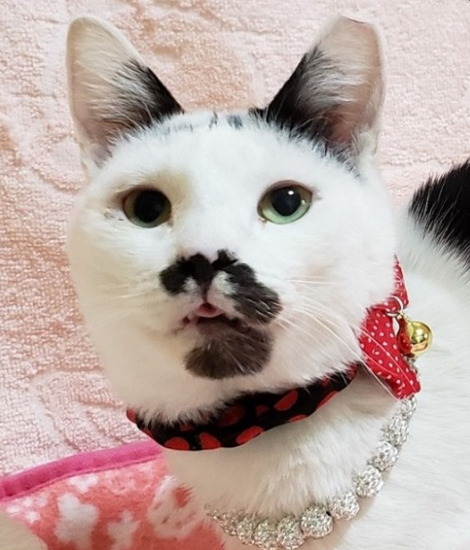 雑種（ミックス猫）・オスの里親募集の写真