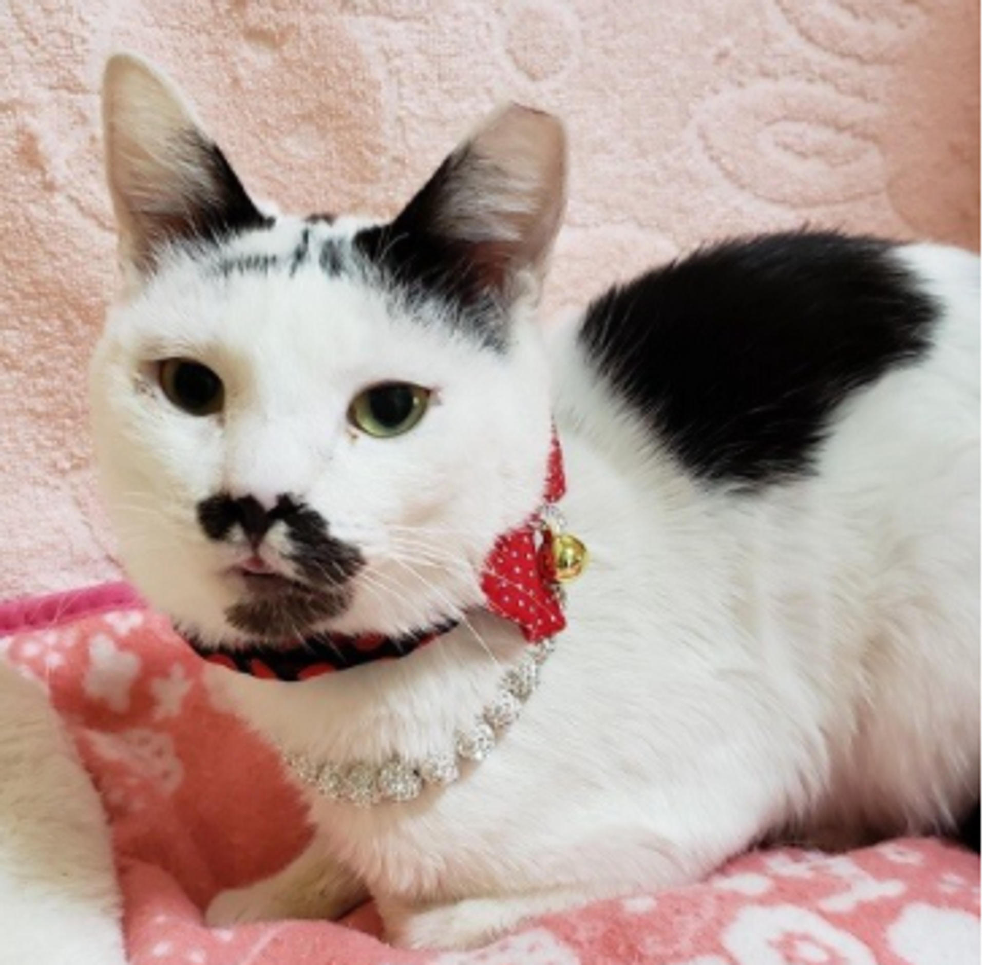 pet-image-4