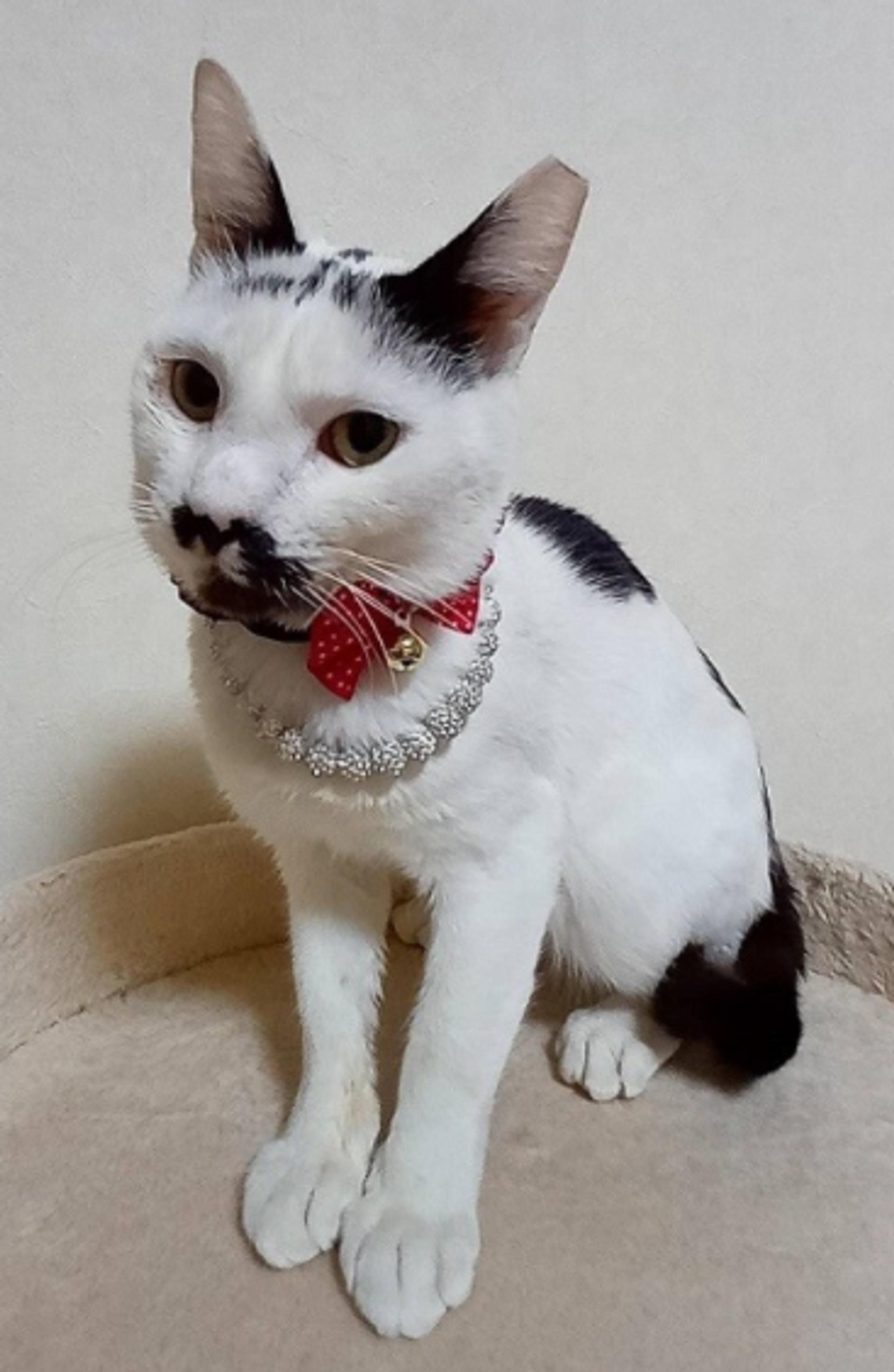 pet-image-6