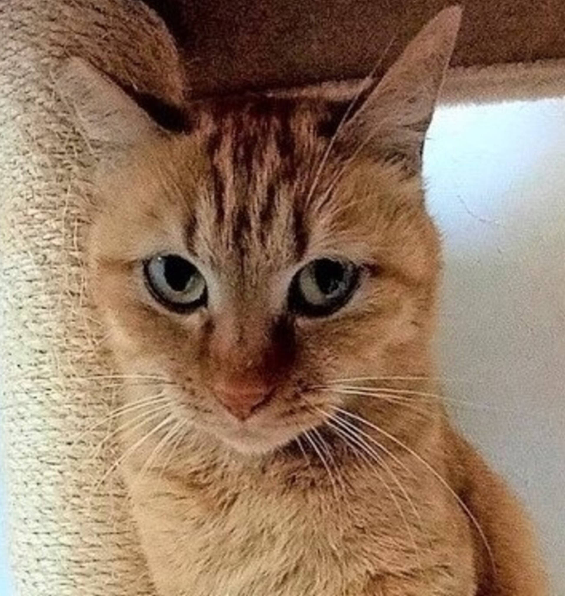 雑種（ミックス猫）・メスの里親募集の写真
