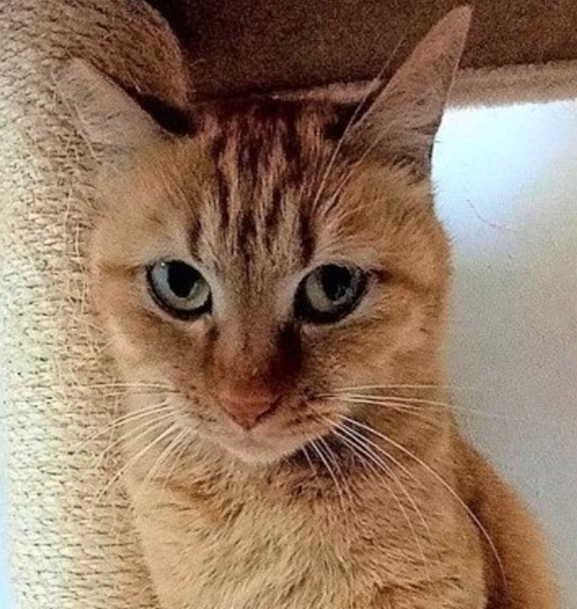 雑種（ミックス猫）・メスの里親募集の写真