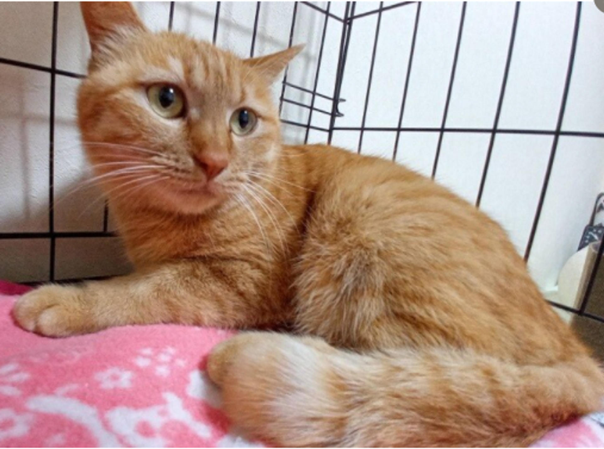 pet-image-5