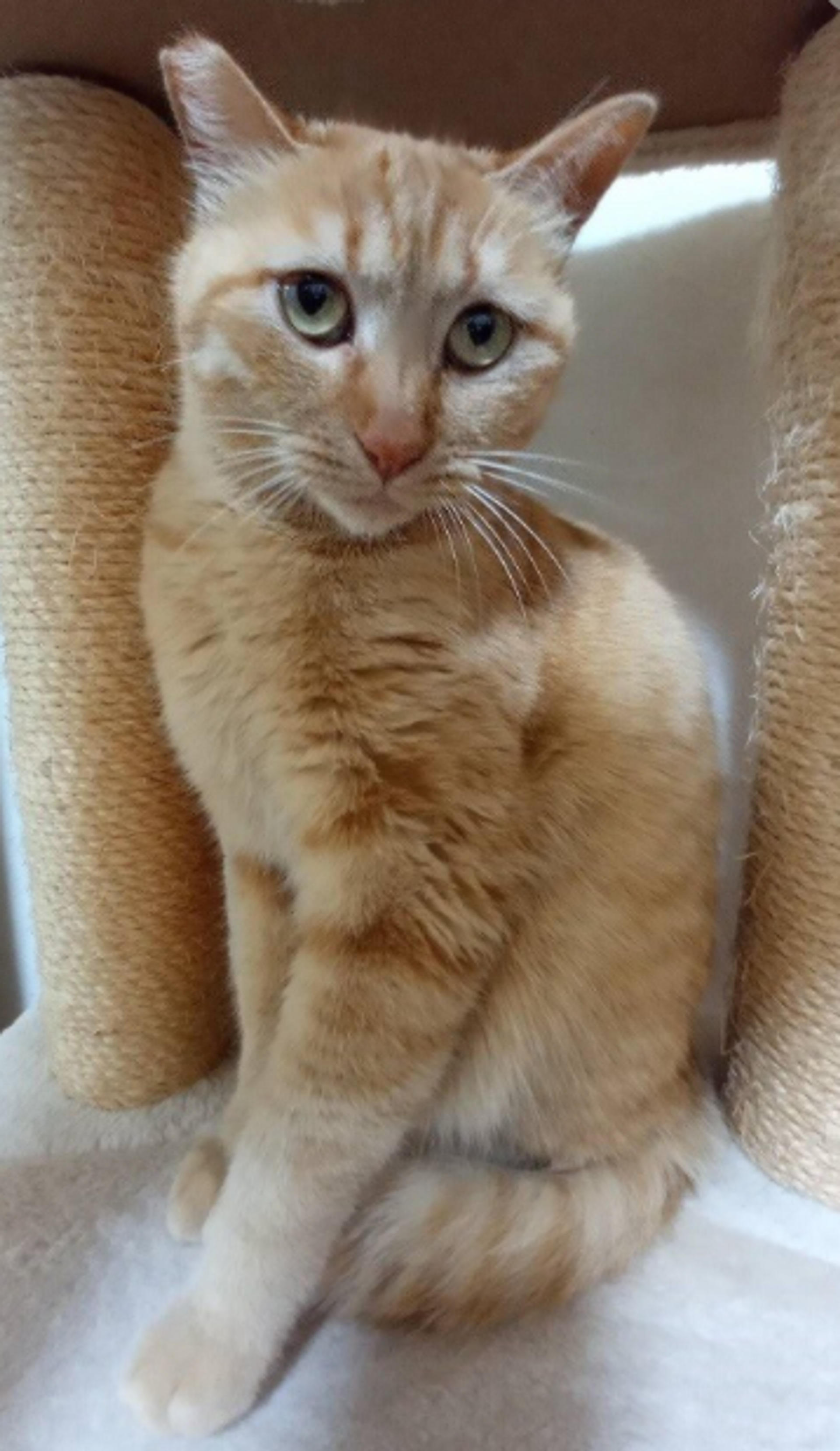 pet-image-6