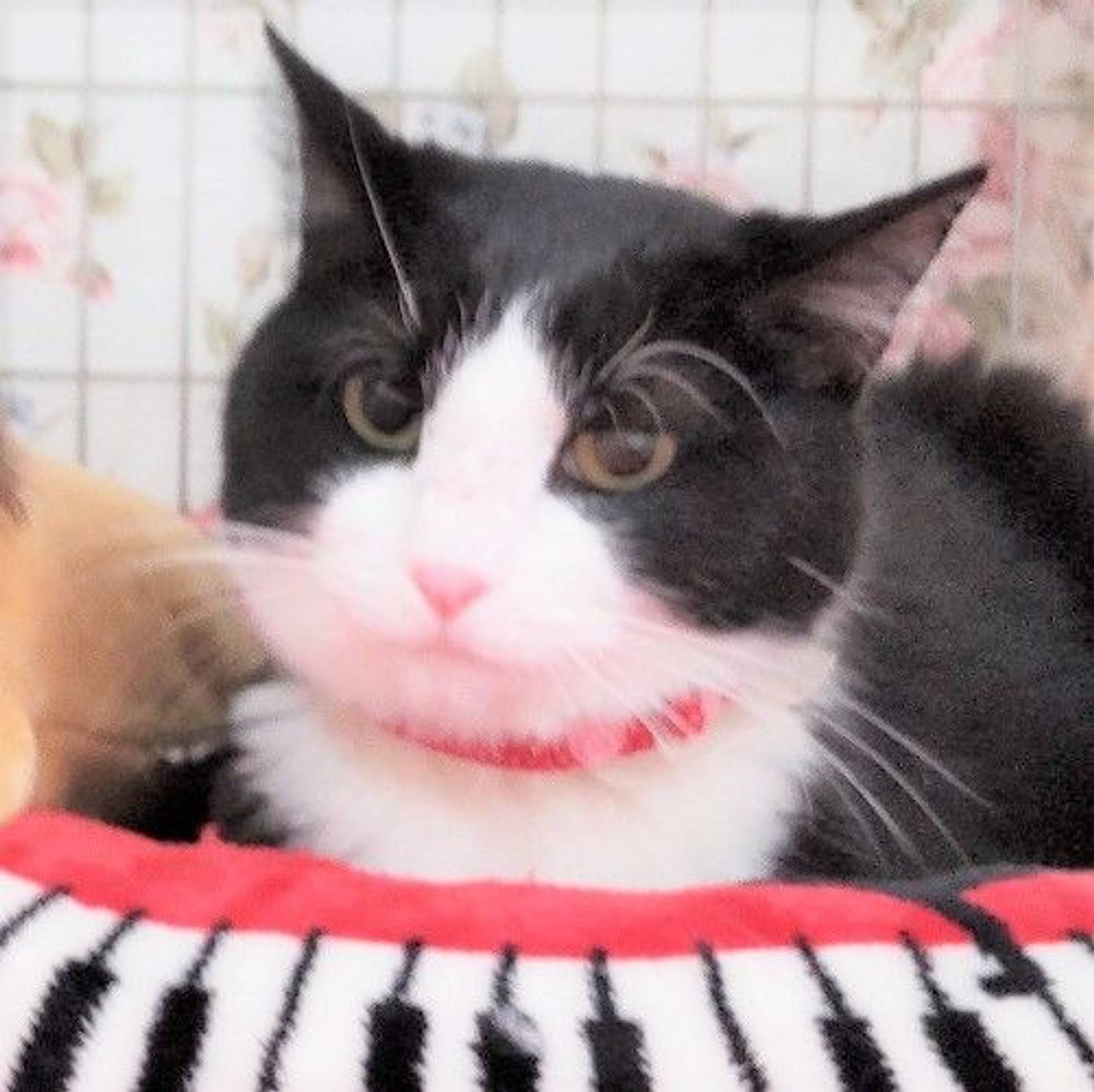 雑種（ミックス猫）・メスの里親募集の写真
