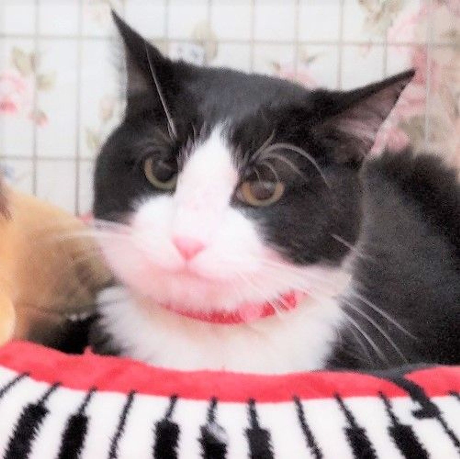 雑種（ミックス猫）・メスの里親募集の写真