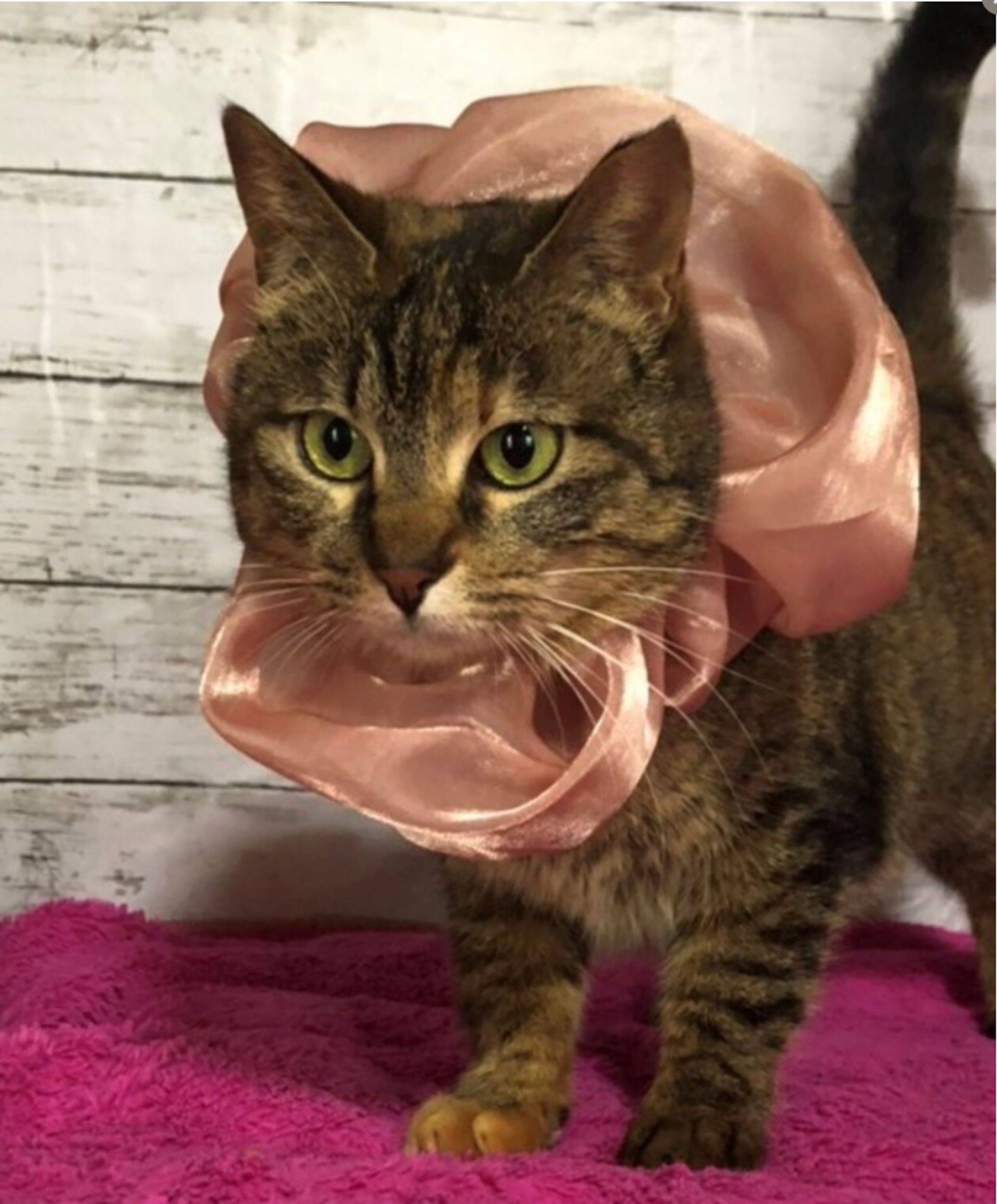 雑種（ミックス猫）・メスの里親募集の写真