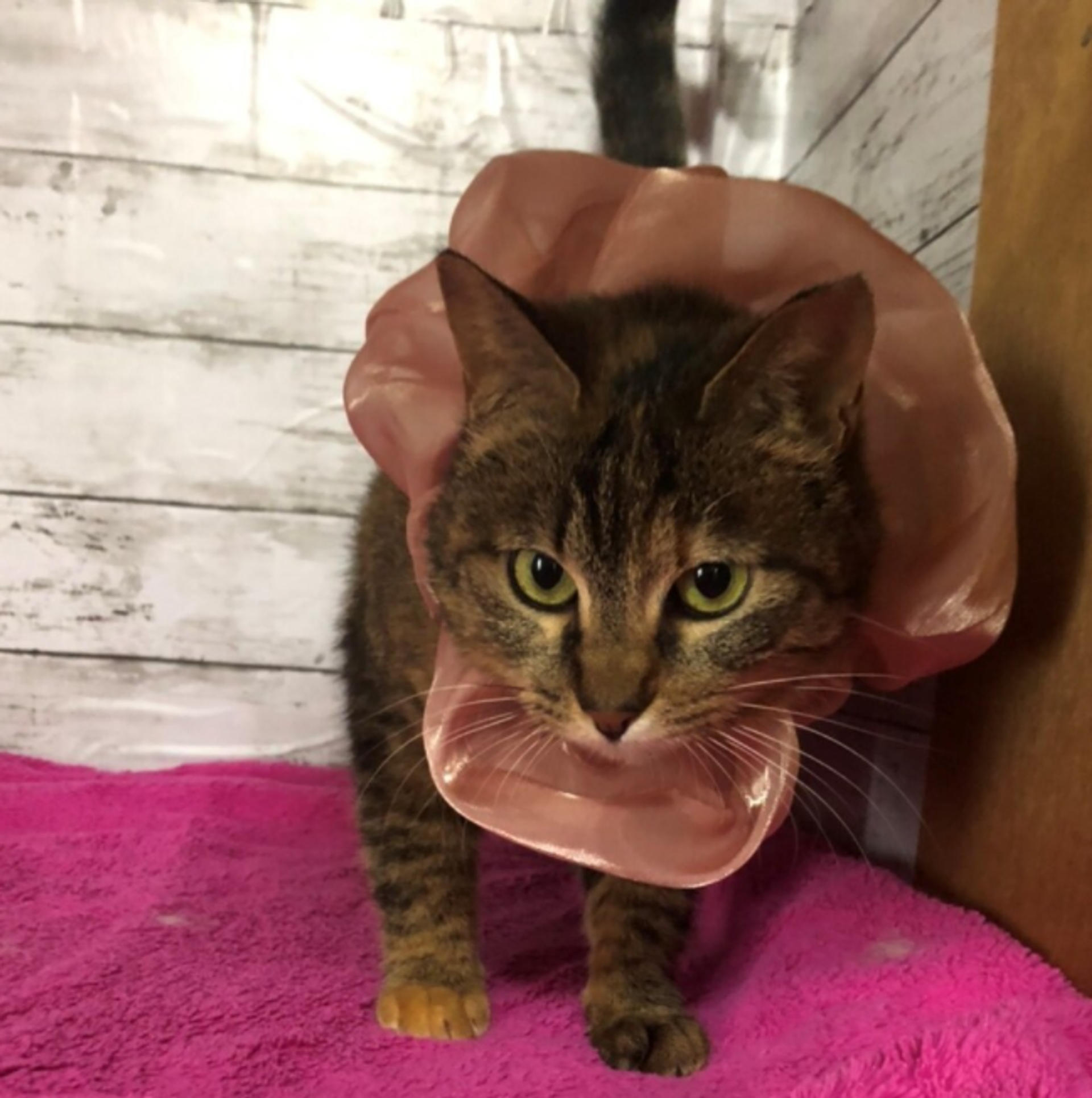 pet-image-3