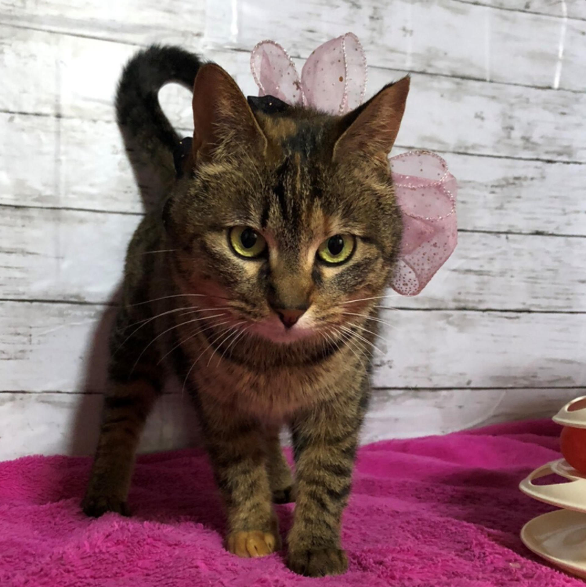pet-image-4