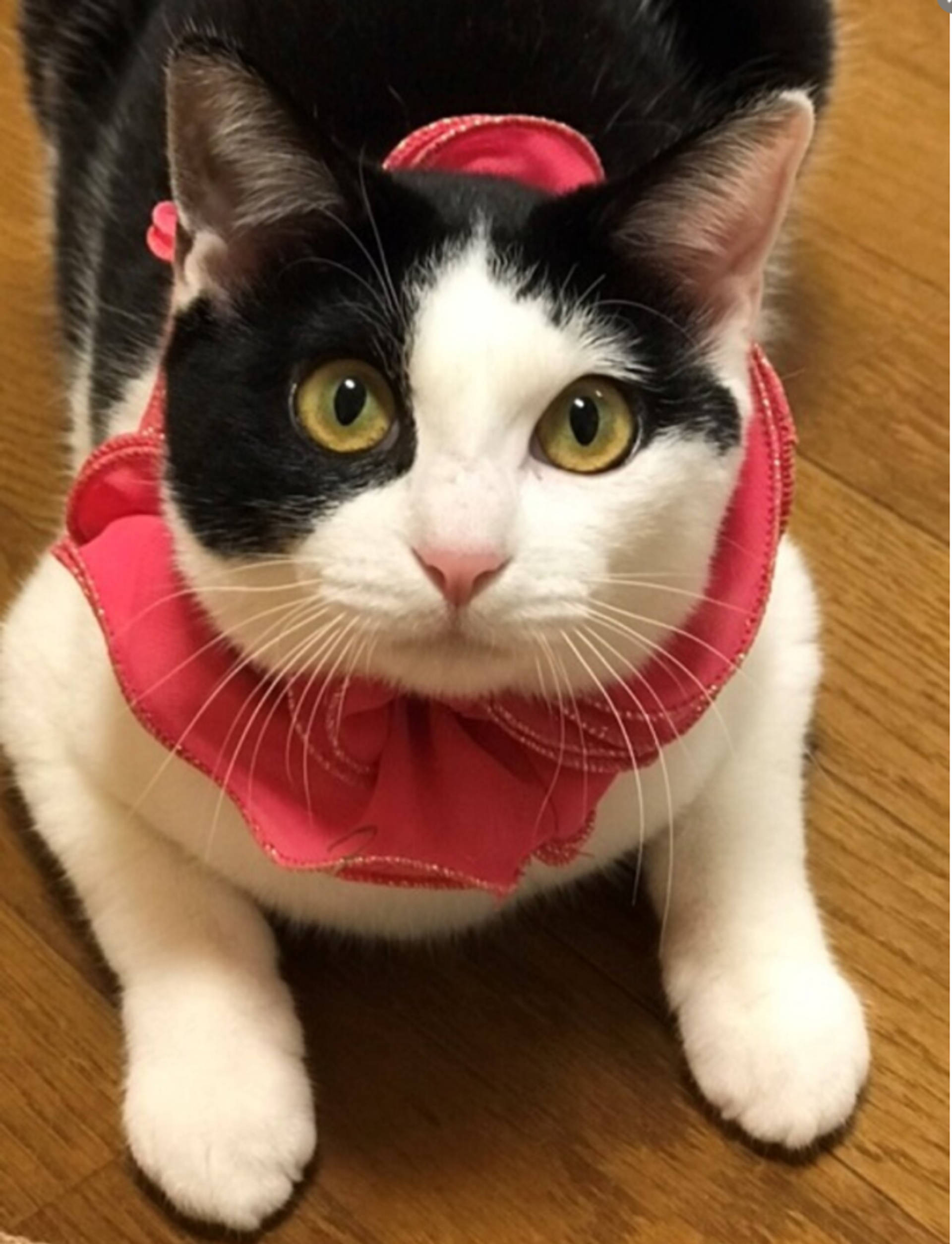 雑種（ミックス猫）・メスの里親募集の写真