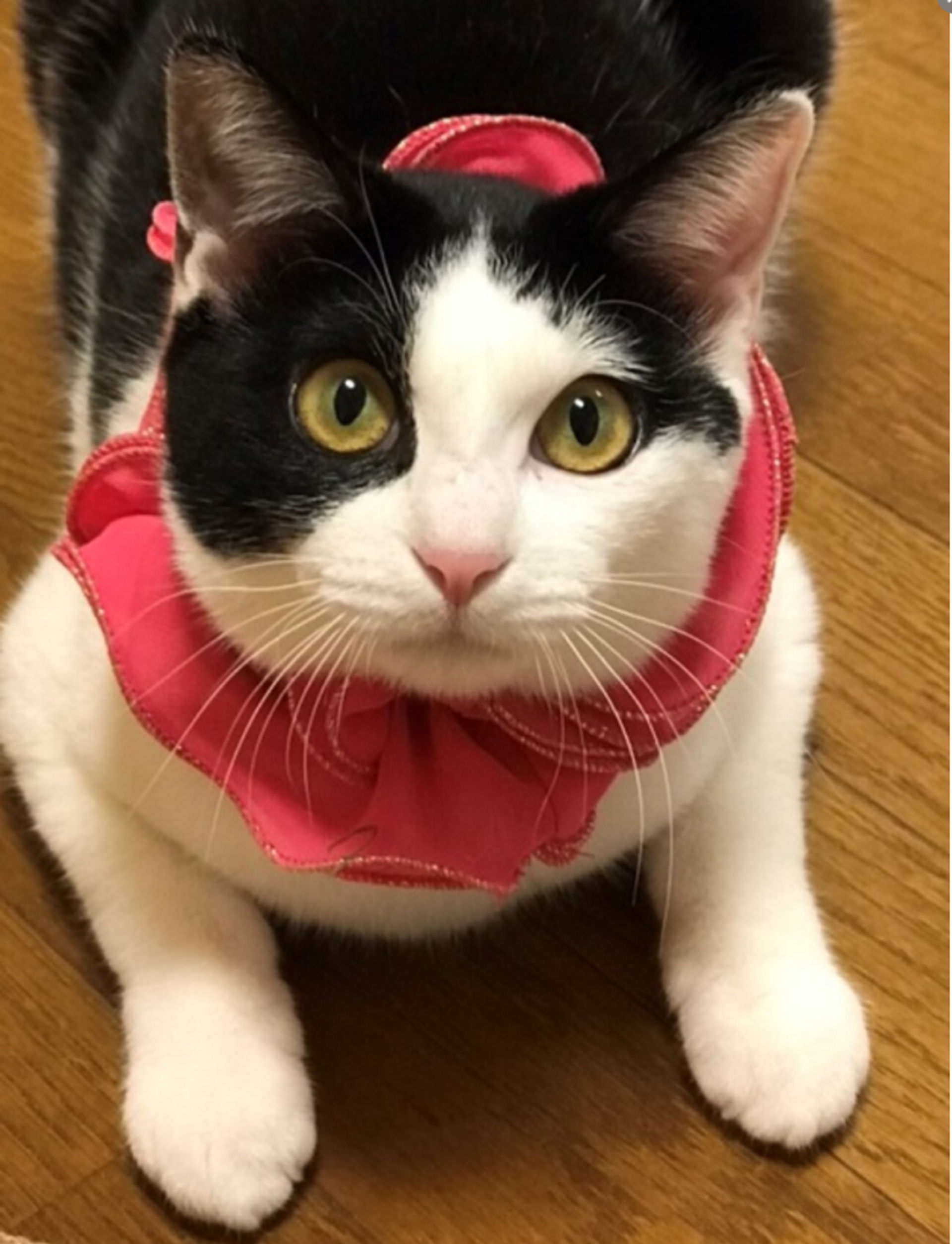 雑種（ミックス猫）・メスの里親募集の写真