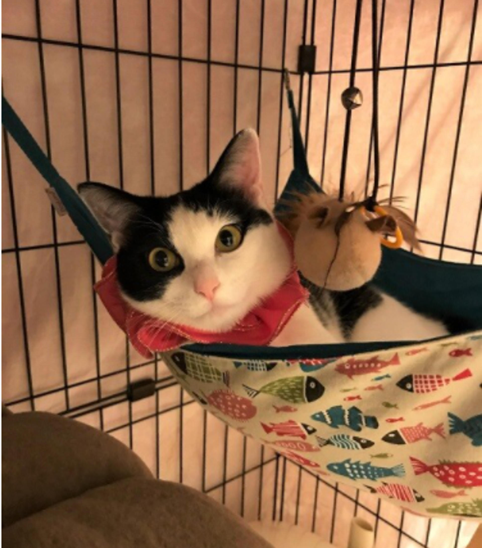pet-image-2