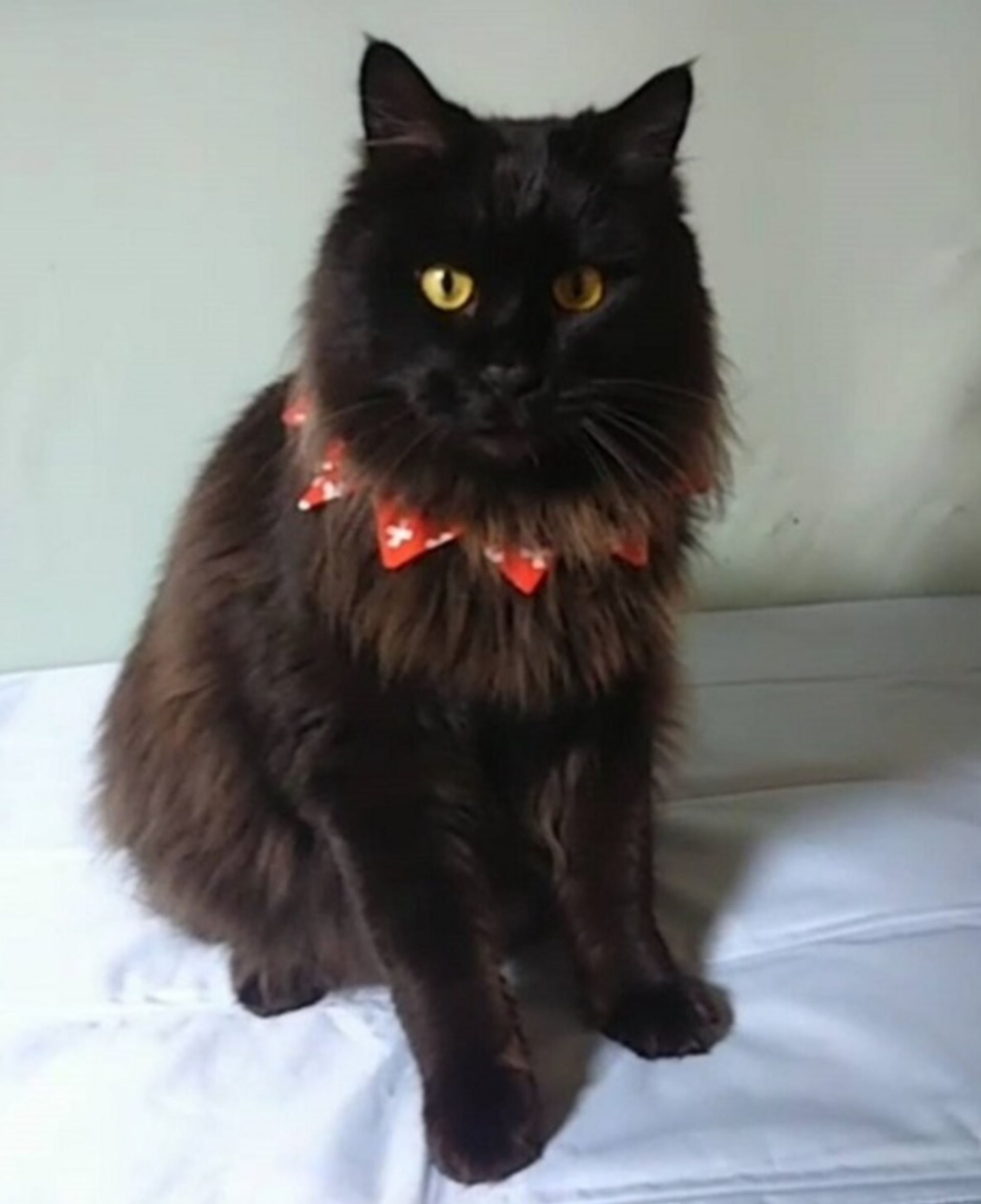 雑種（ミックス猫）・オスの里親募集の写真