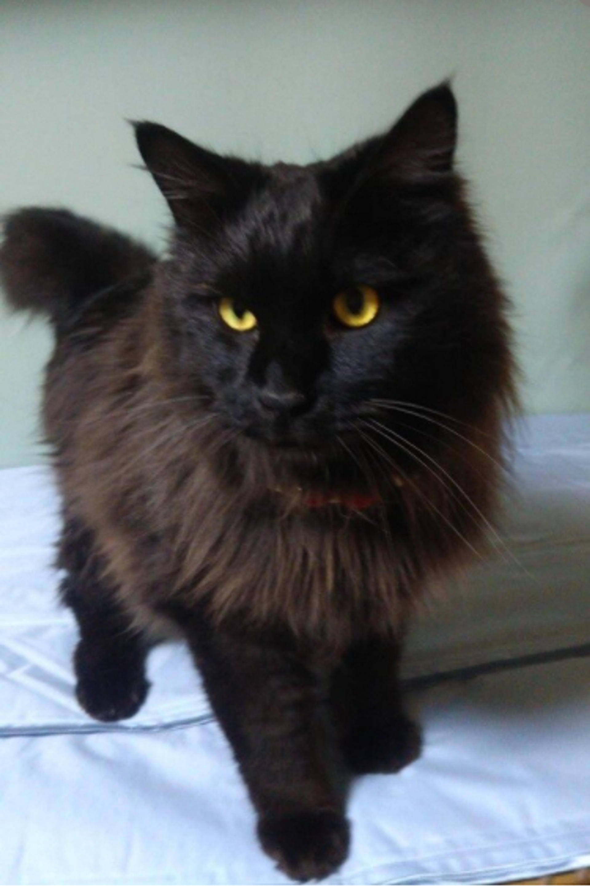 pet-image-4