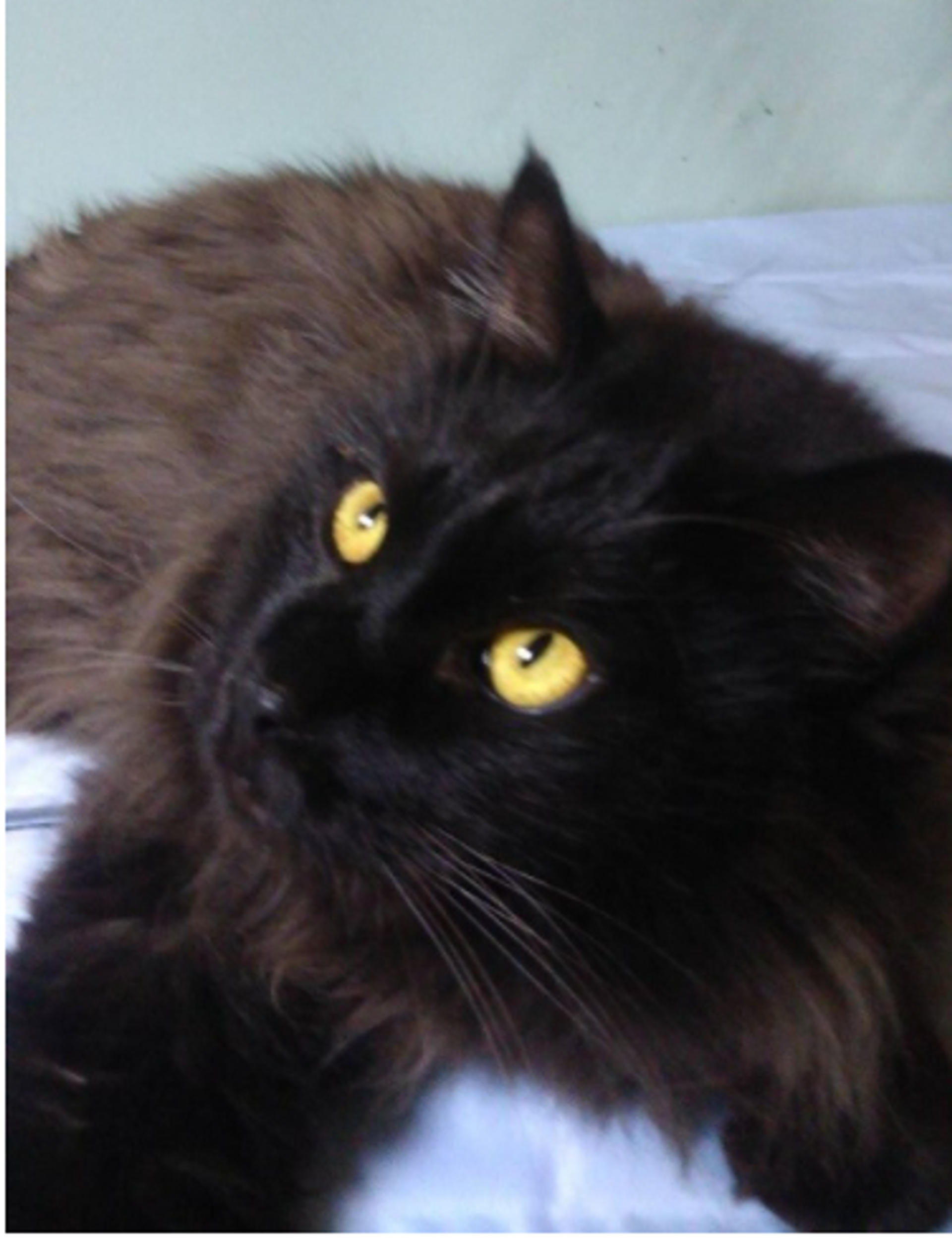pet-image-5
