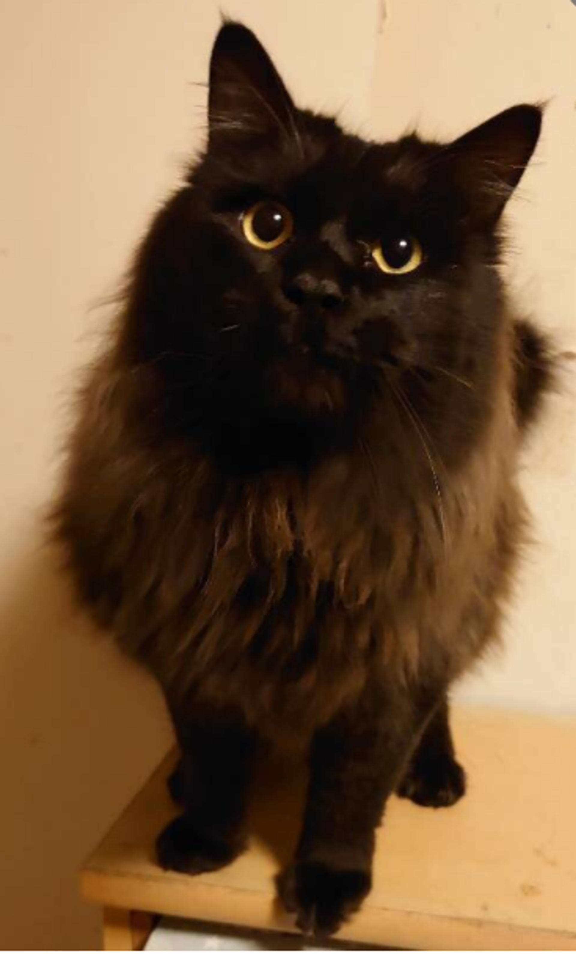 pet-image-7