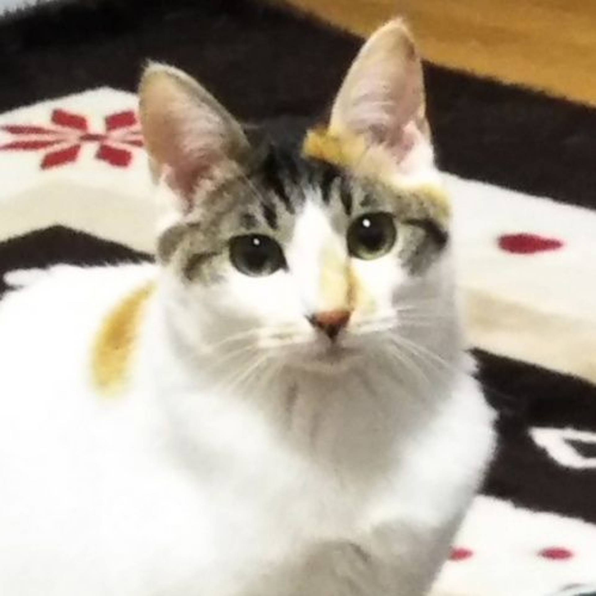 日本猫・メスの里親募集の写真