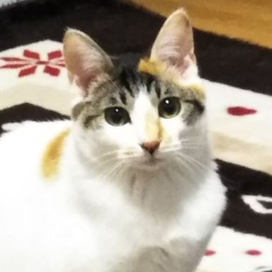 もみじの写真