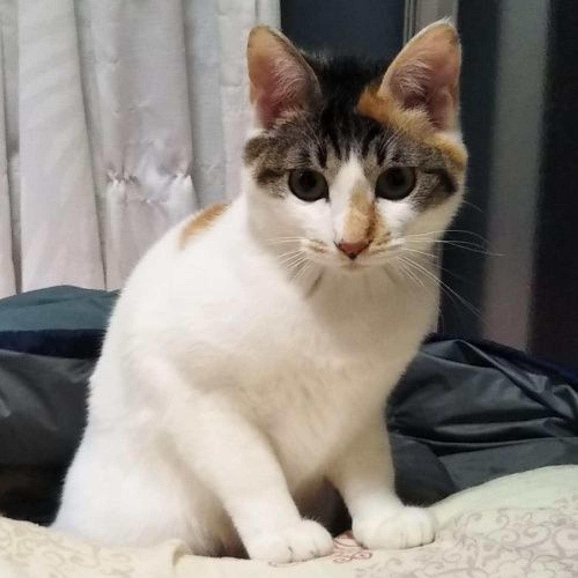 pet-image-3