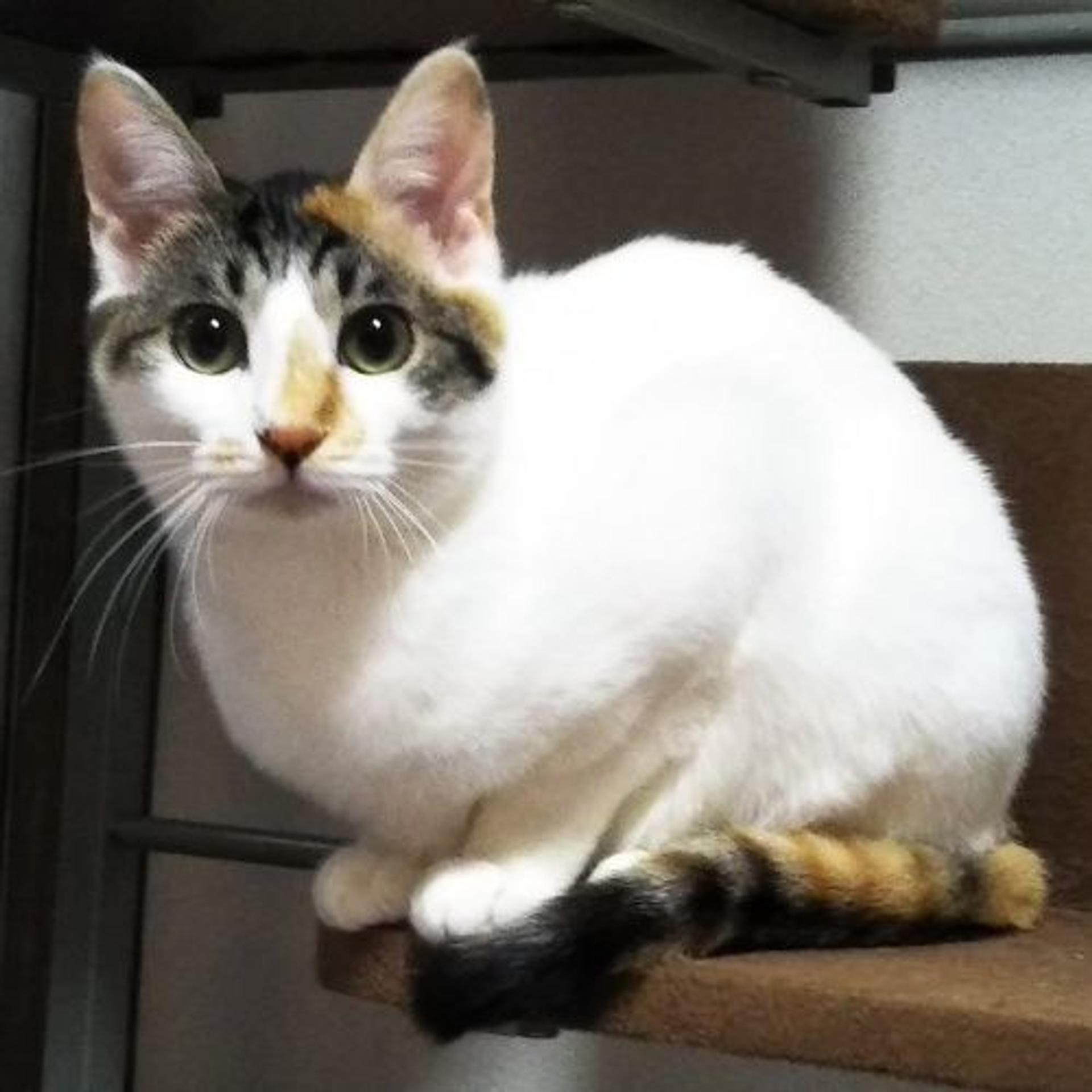 pet-image-4
