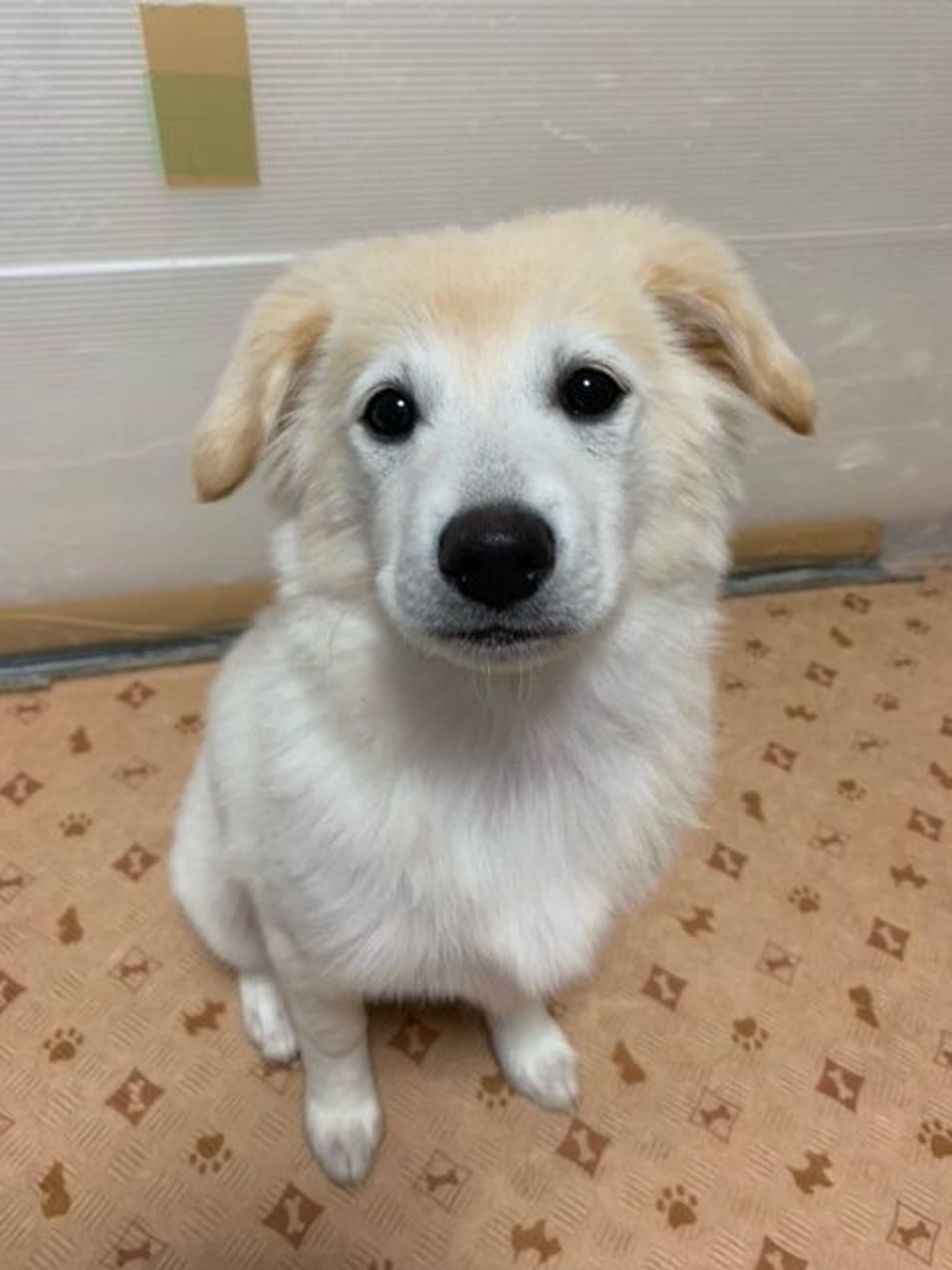 雑種（ミックス犬）・メスの里親募集の写真