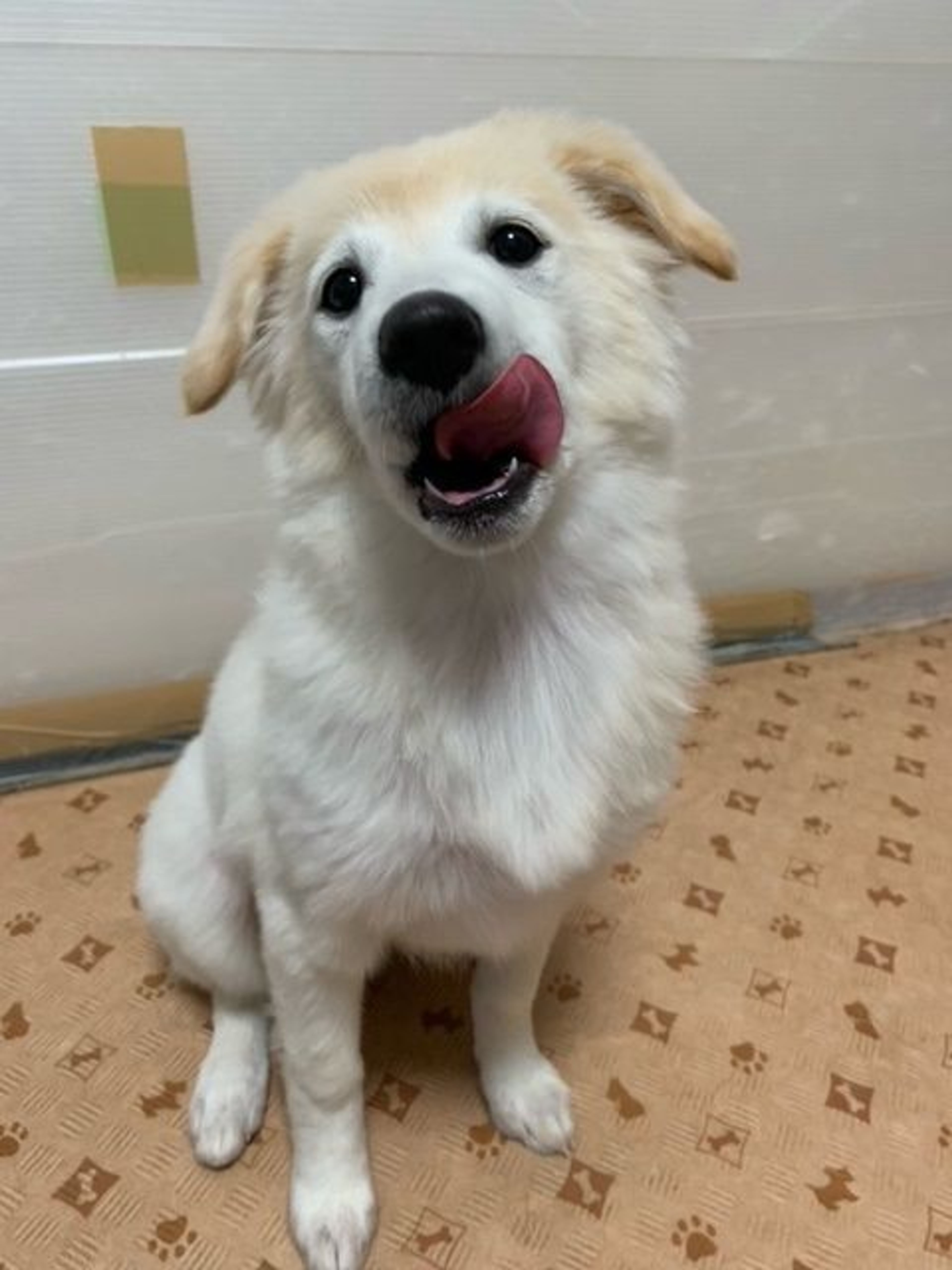 pet-image-3