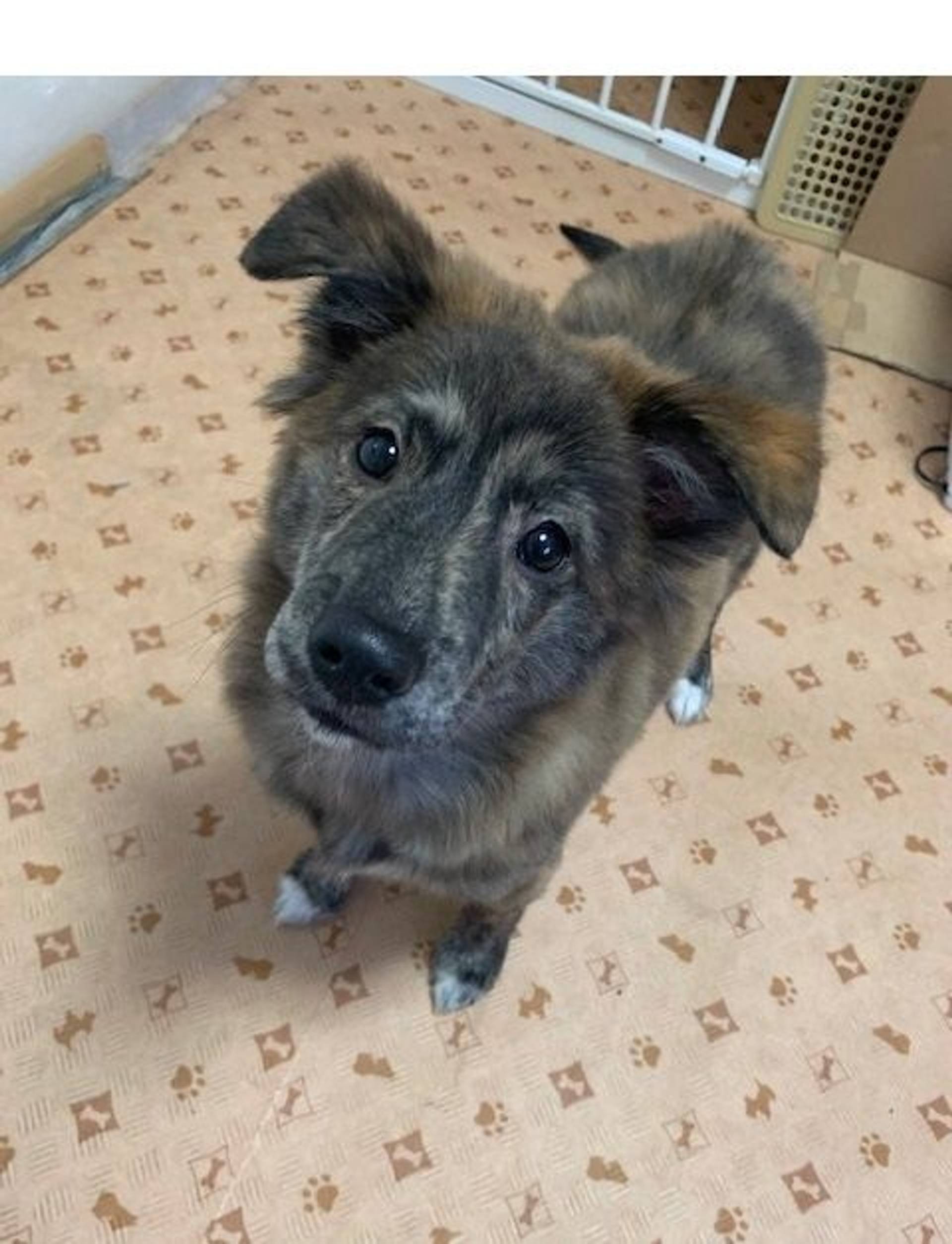 雑種（ミックス犬）・オスの里親募集の写真