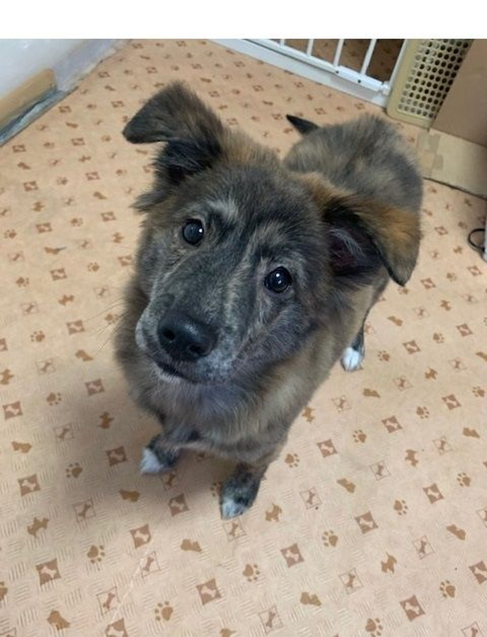 雑種（ミックス犬）・オスの里親募集の写真