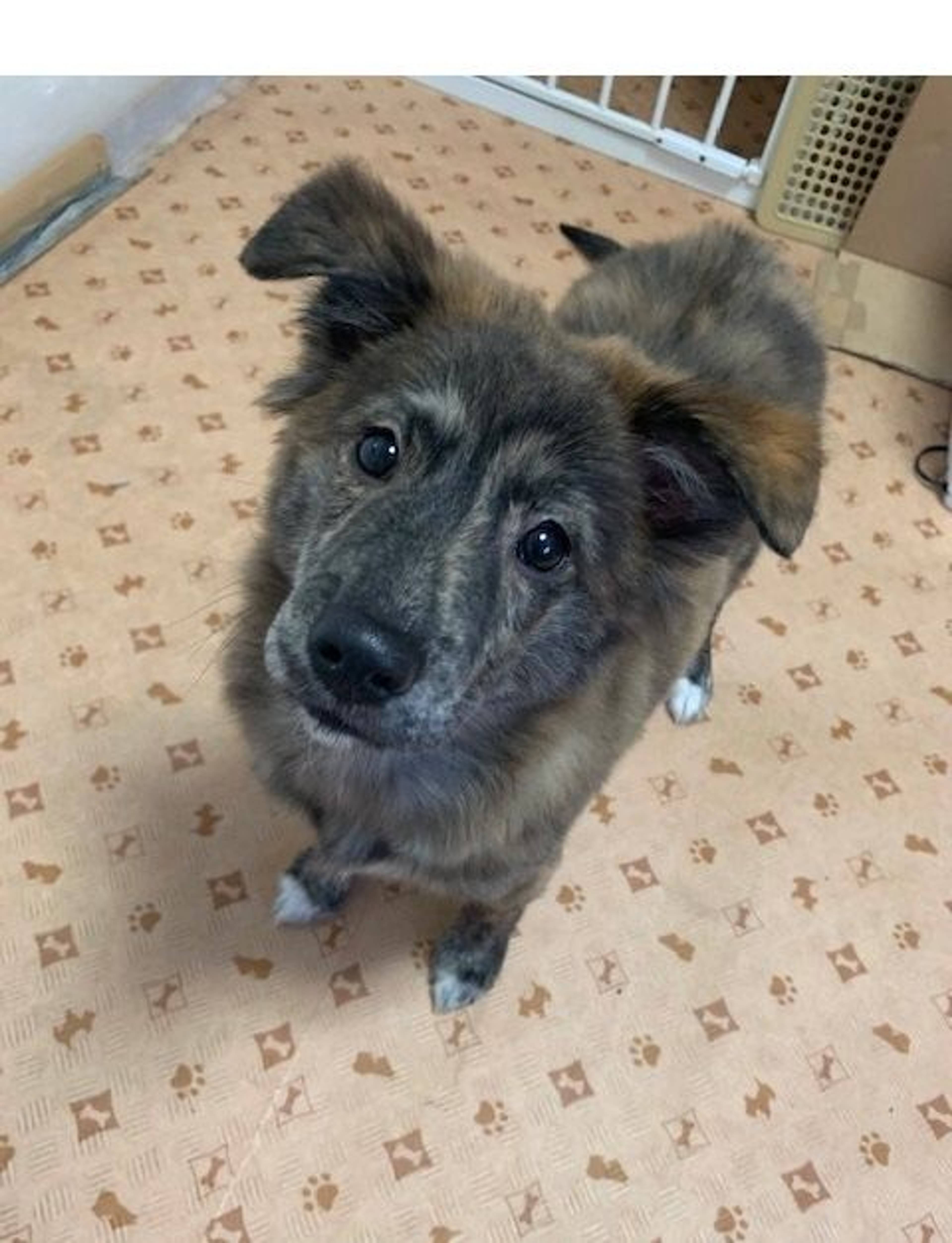 雑種（ミックス犬）・オスの里親募集の写真