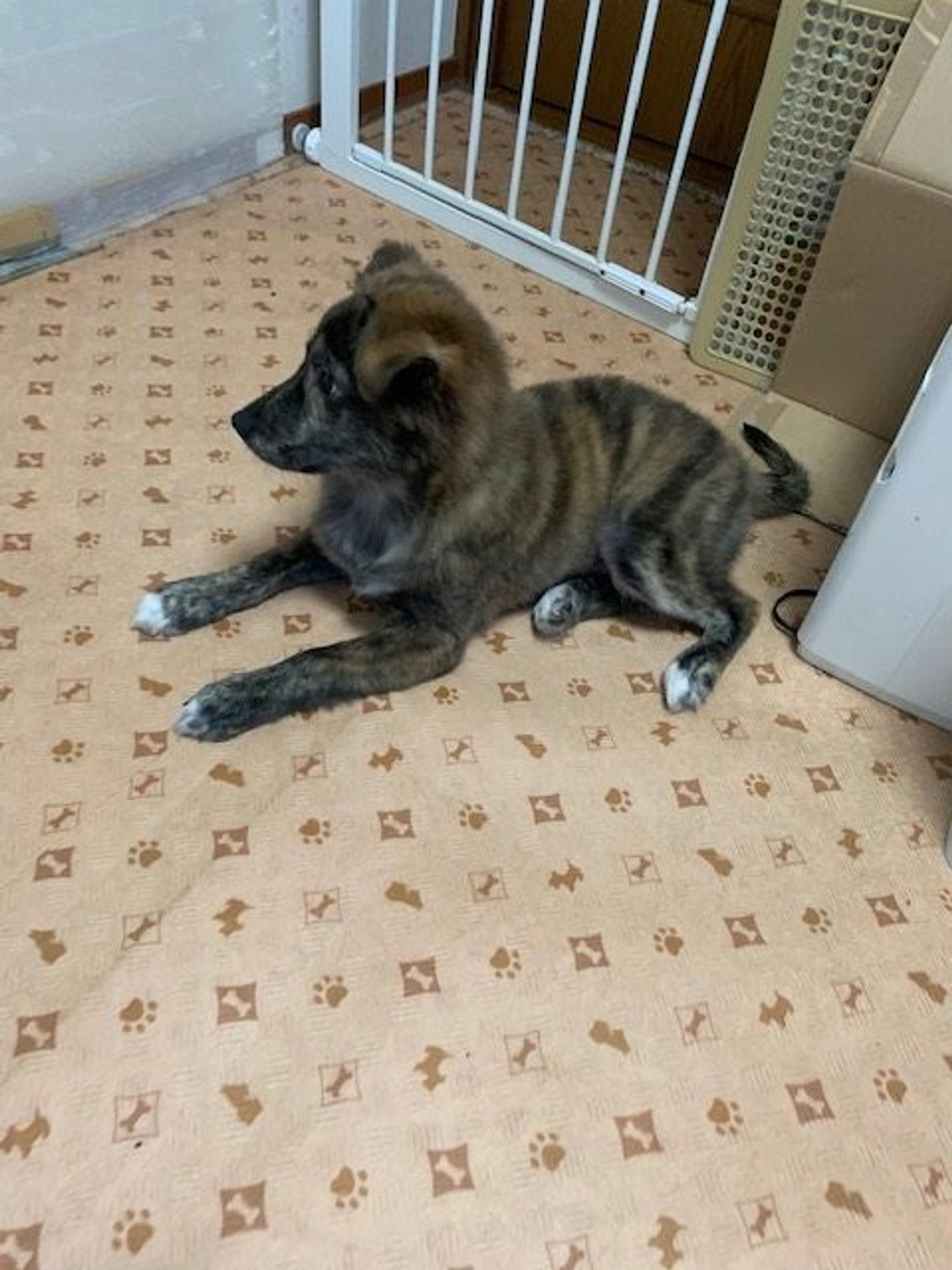pet-image-3