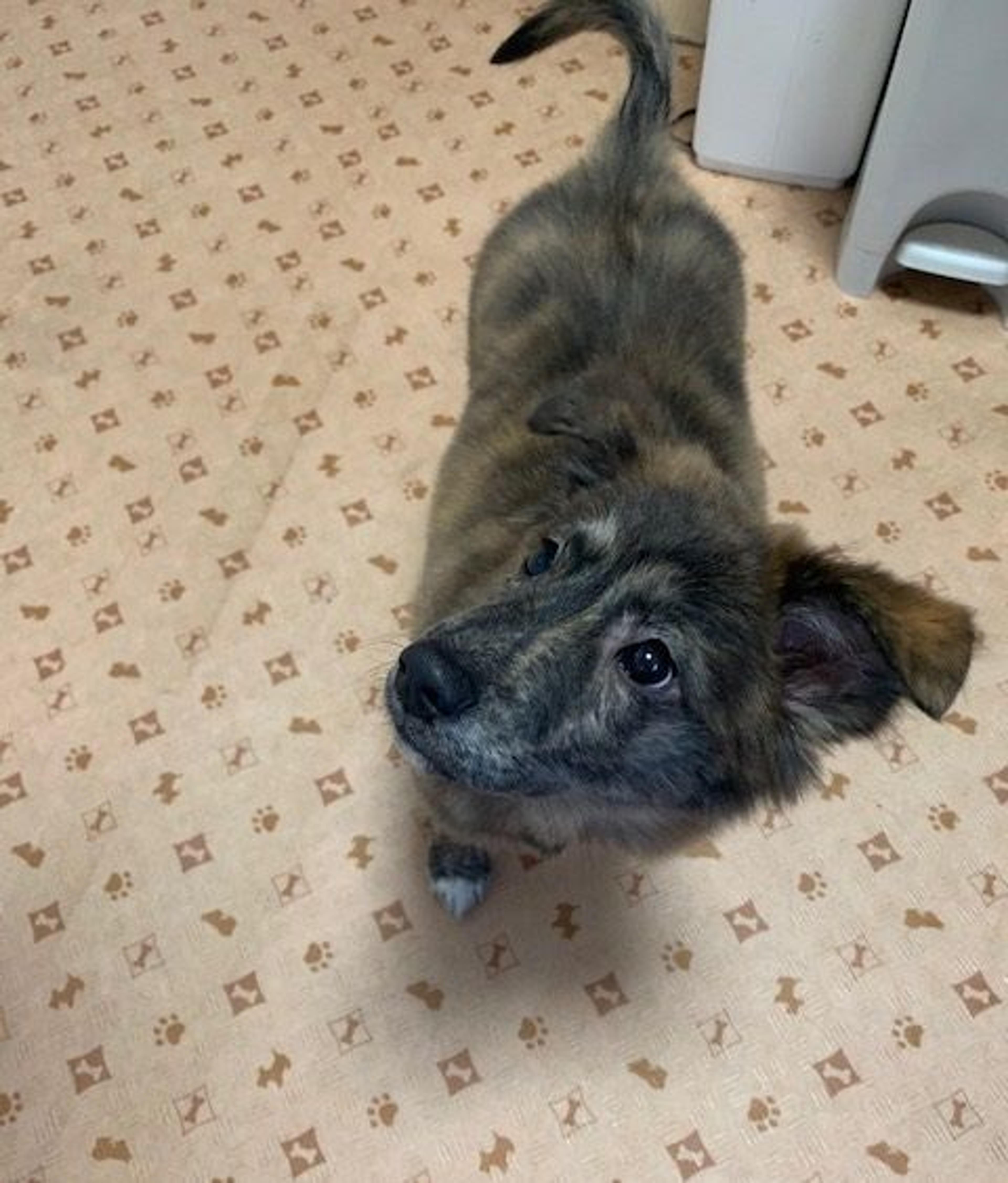 pet-image-4