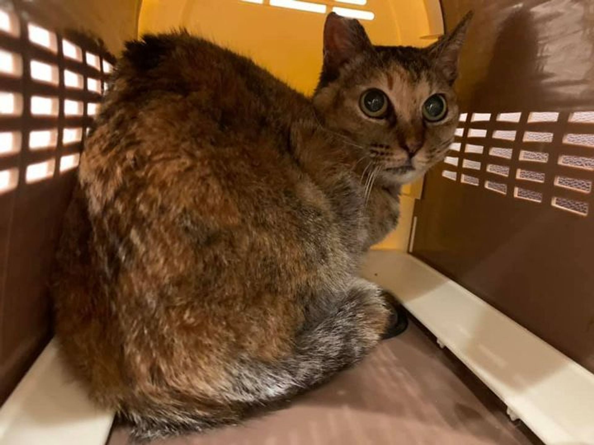 雑種（ミックス猫）・メスの里親募集の写真