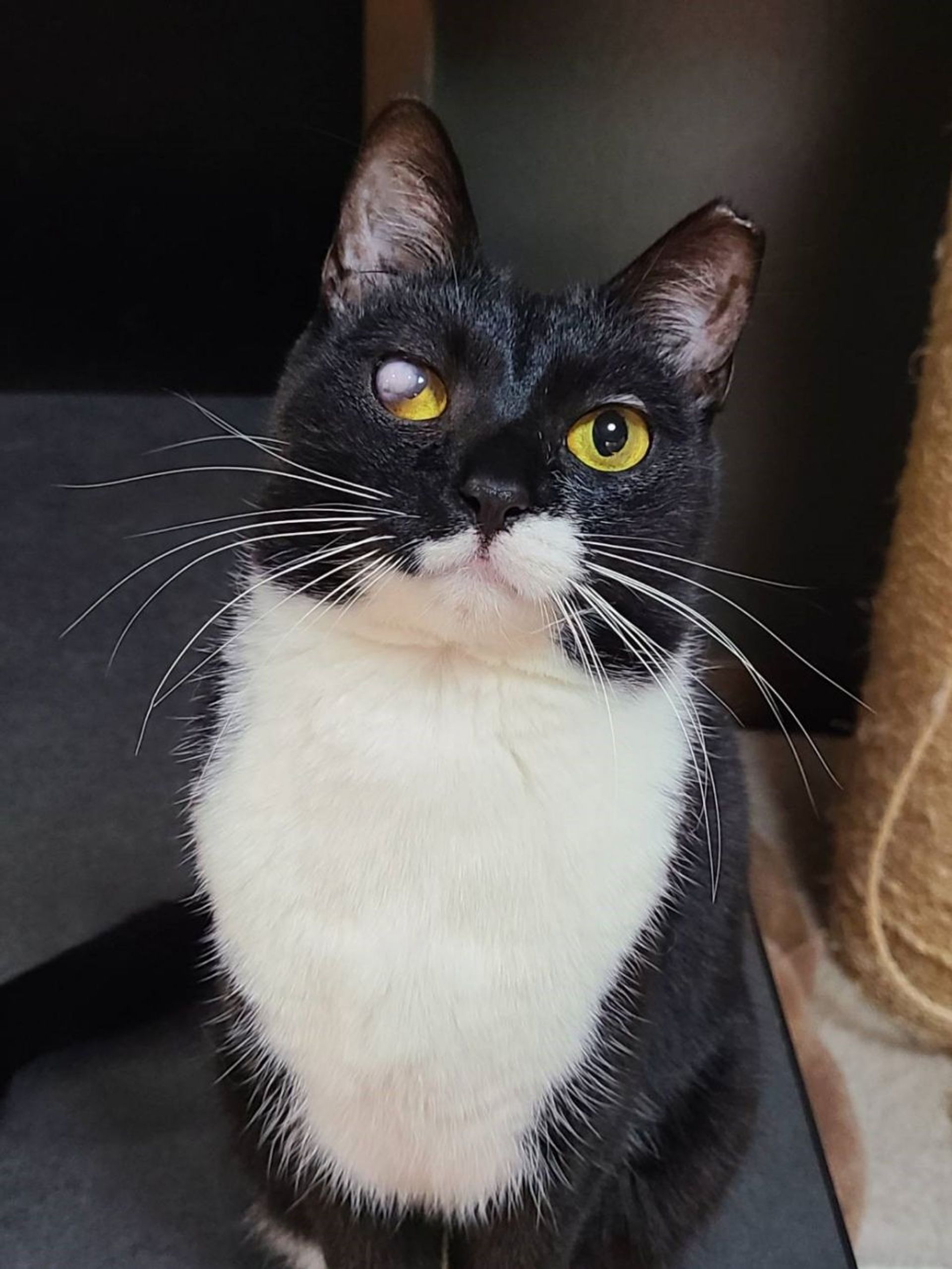 雑種（ミックス猫）・メスの里親募集の写真