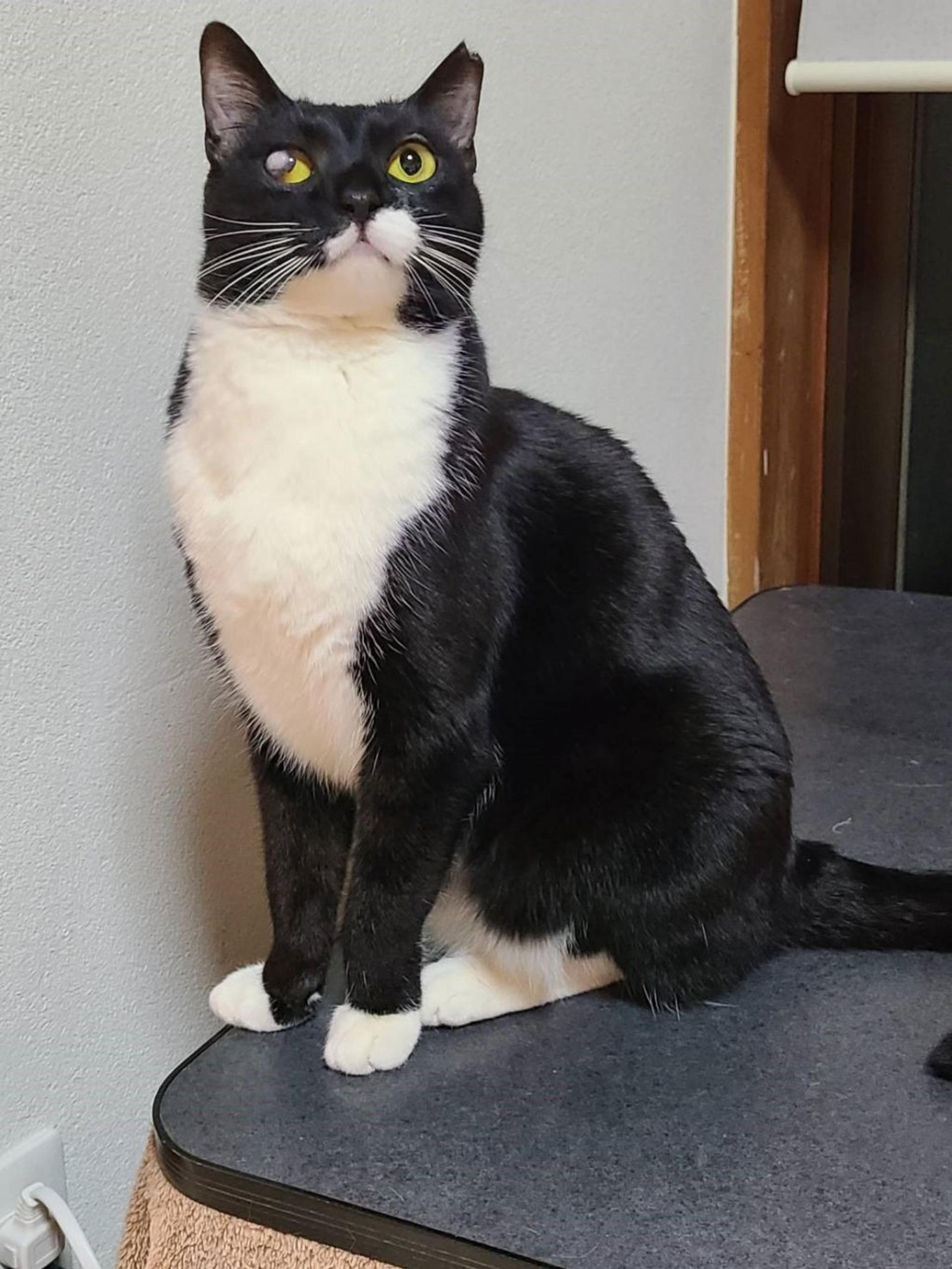 pet-image-3