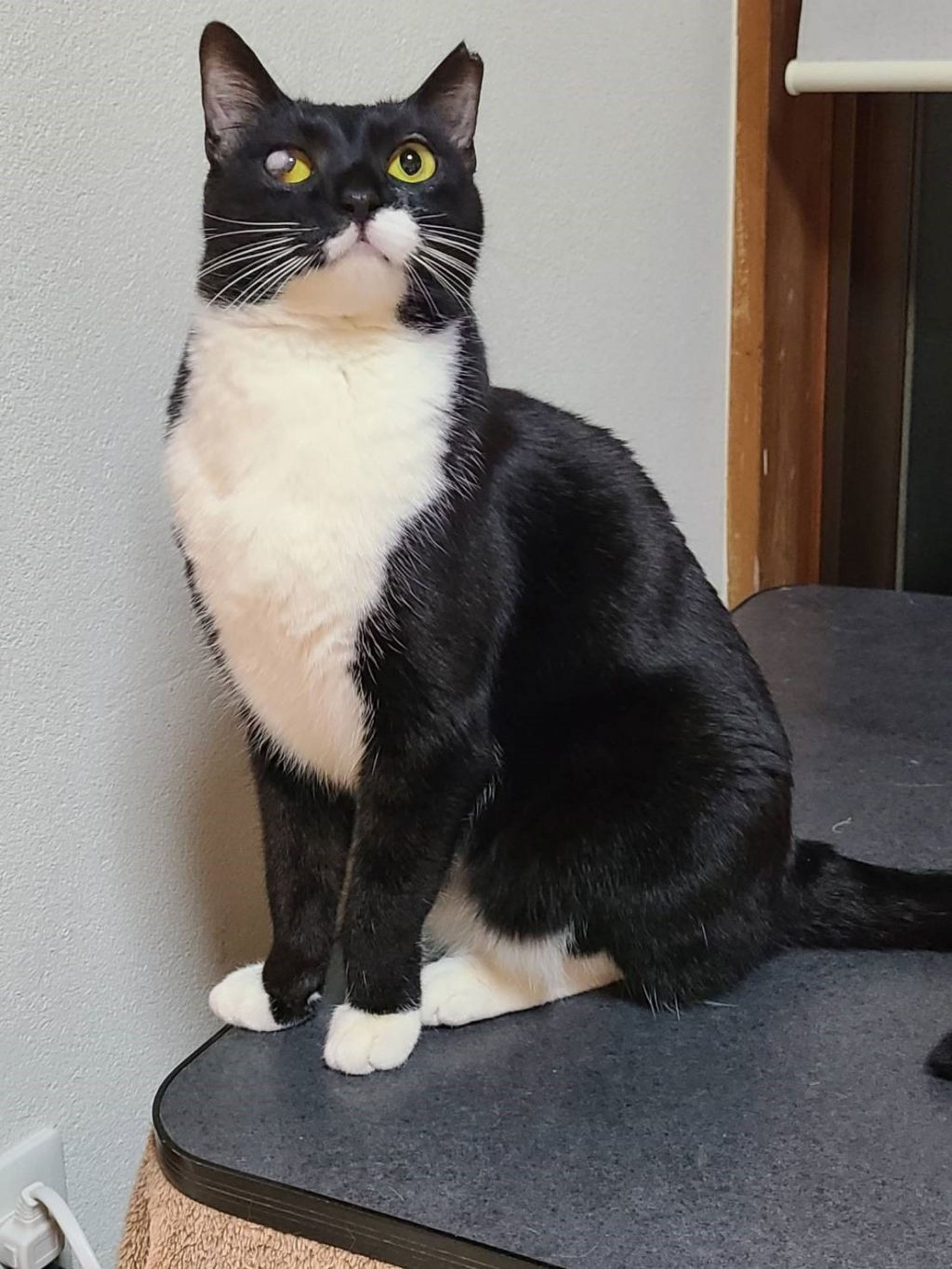 pet-image-3