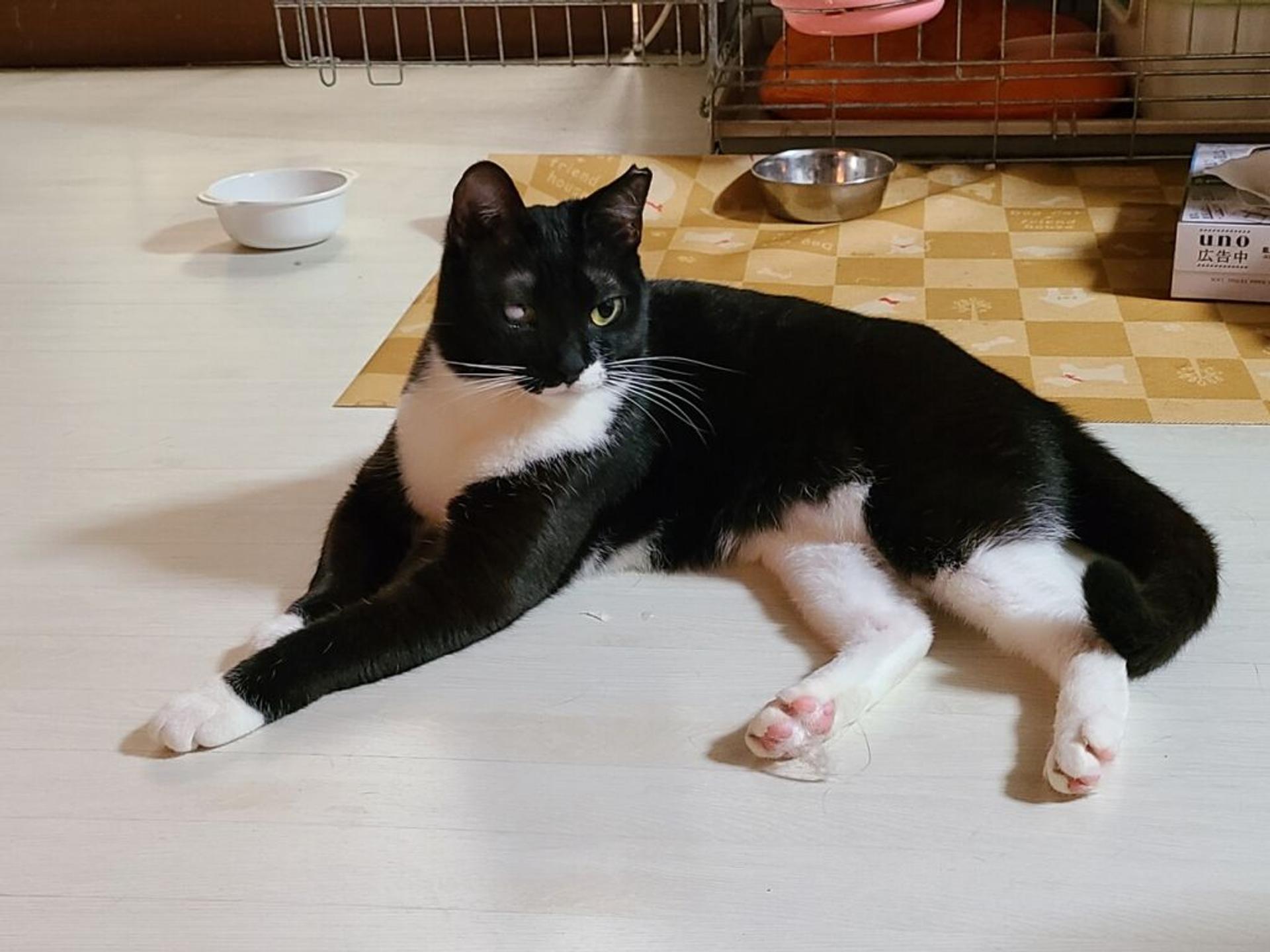 pet-image-5