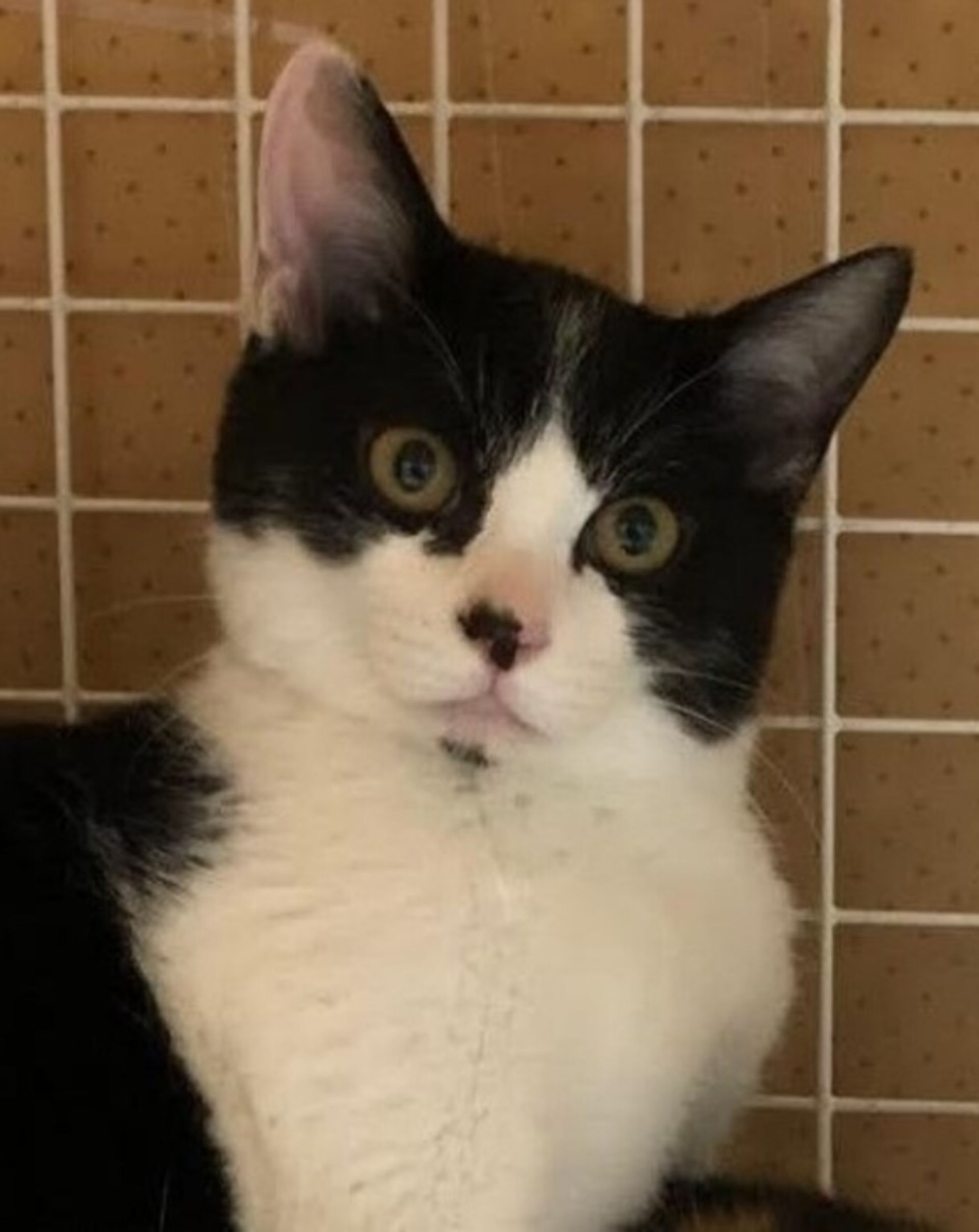 雑種（ミックス猫）・オスの里親募集の写真