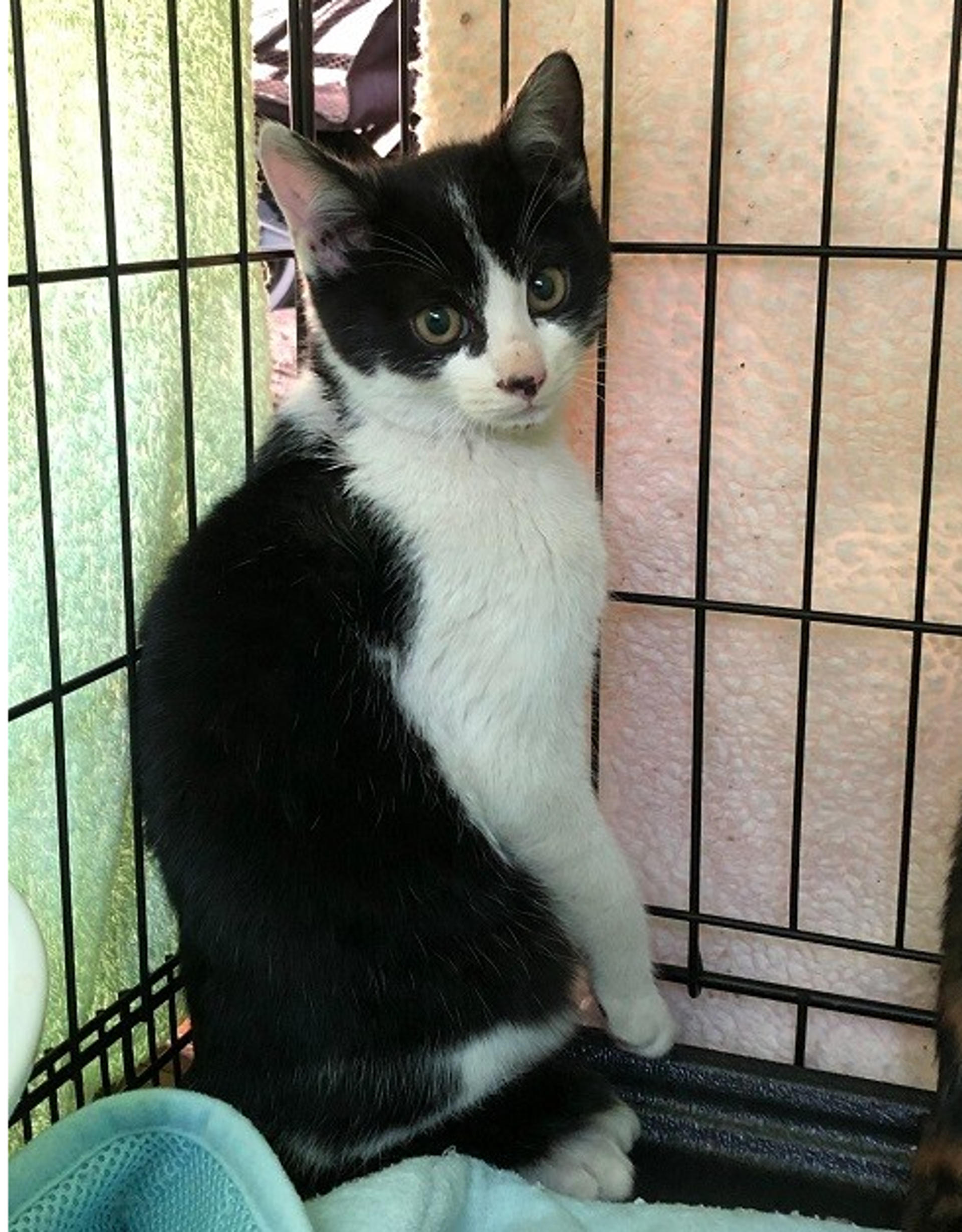 pet-image-2