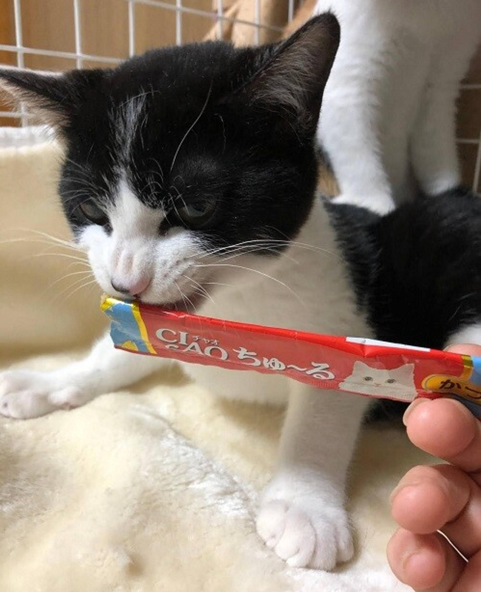 pet-image-3