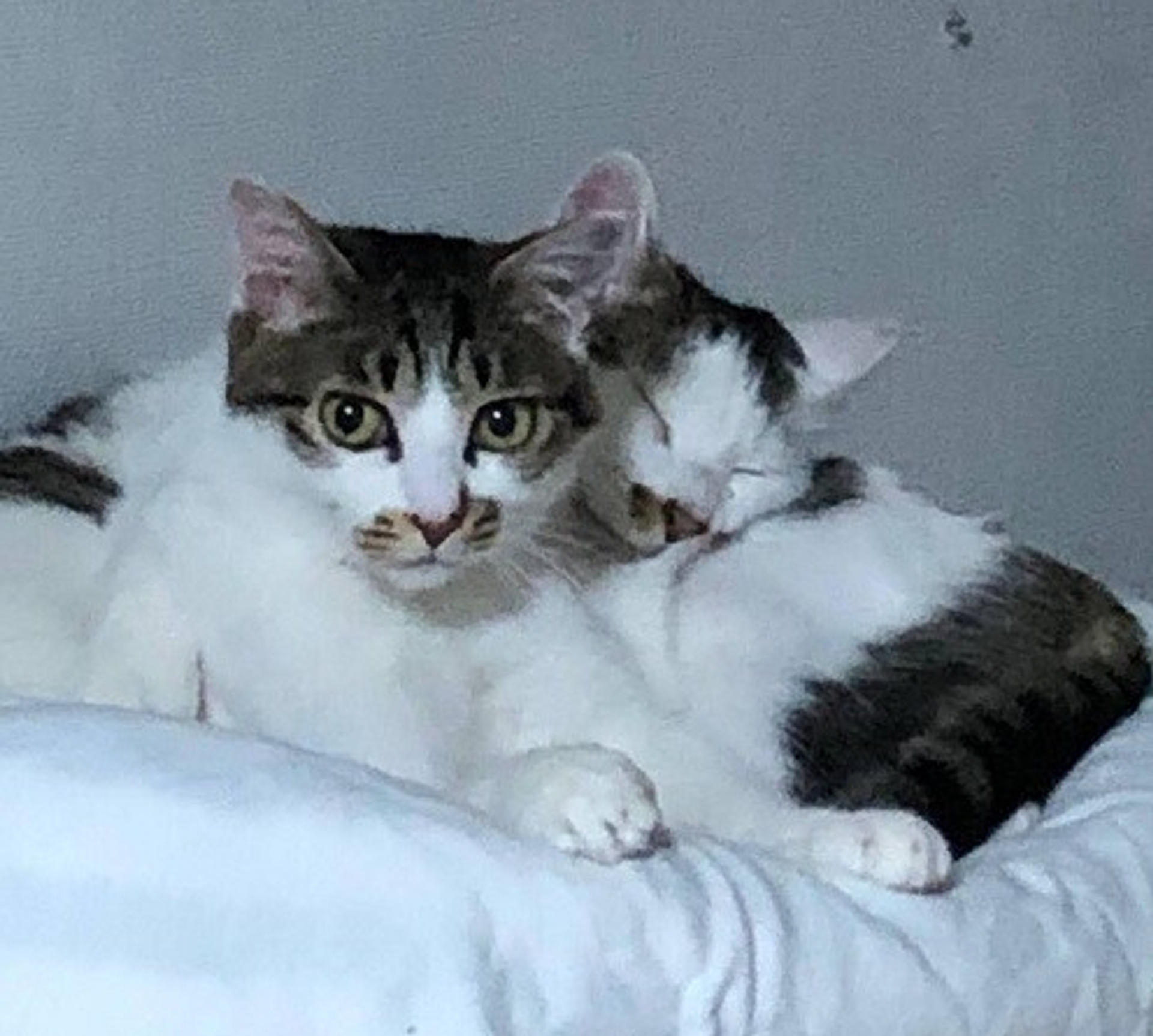 pet-image-5