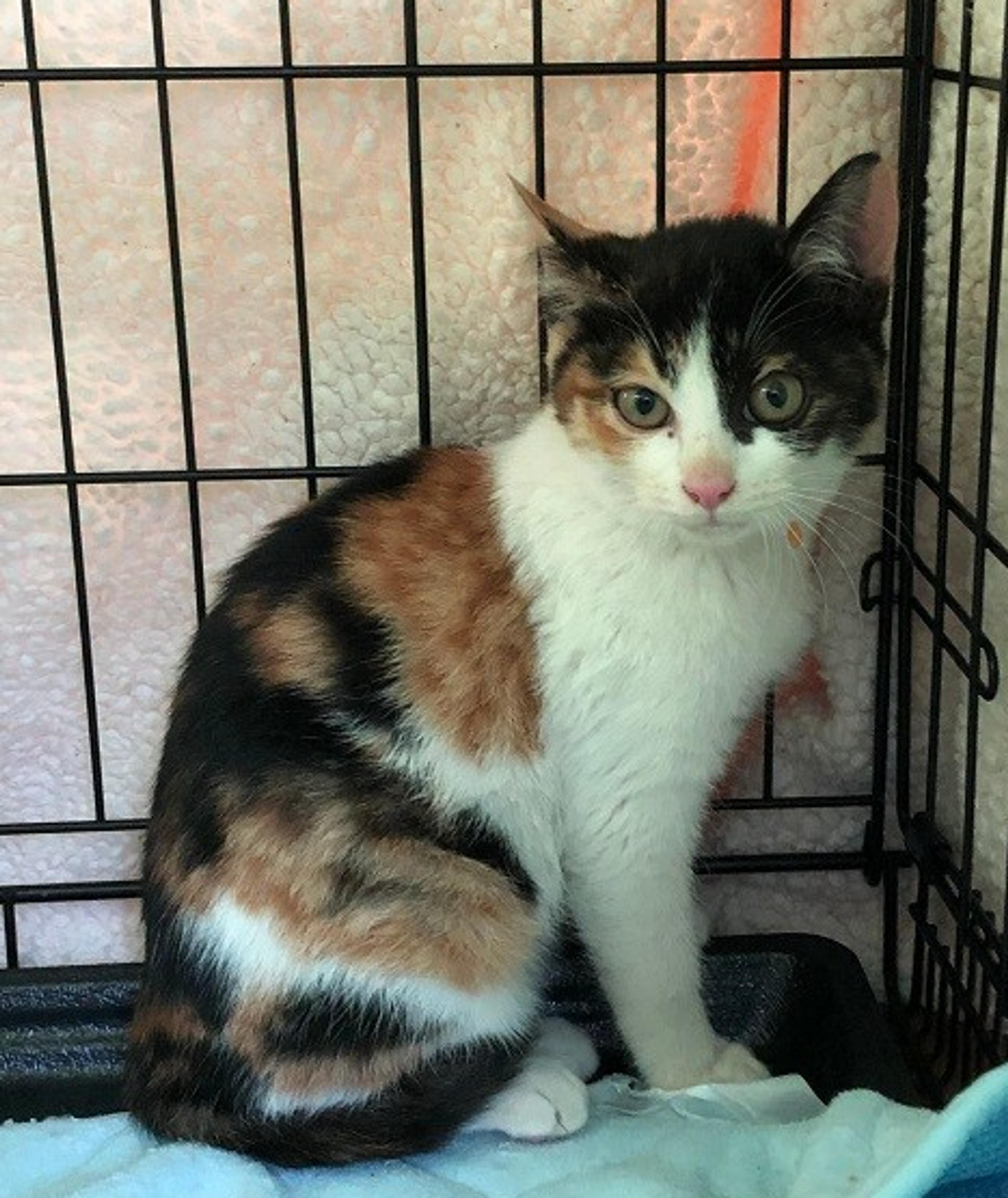 pet-image-4