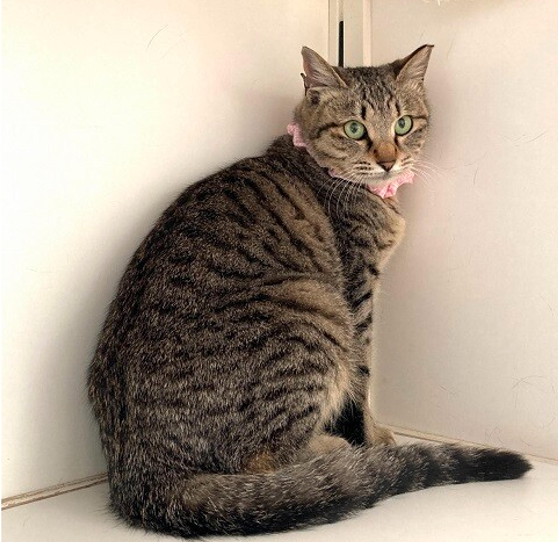 pet-image-3