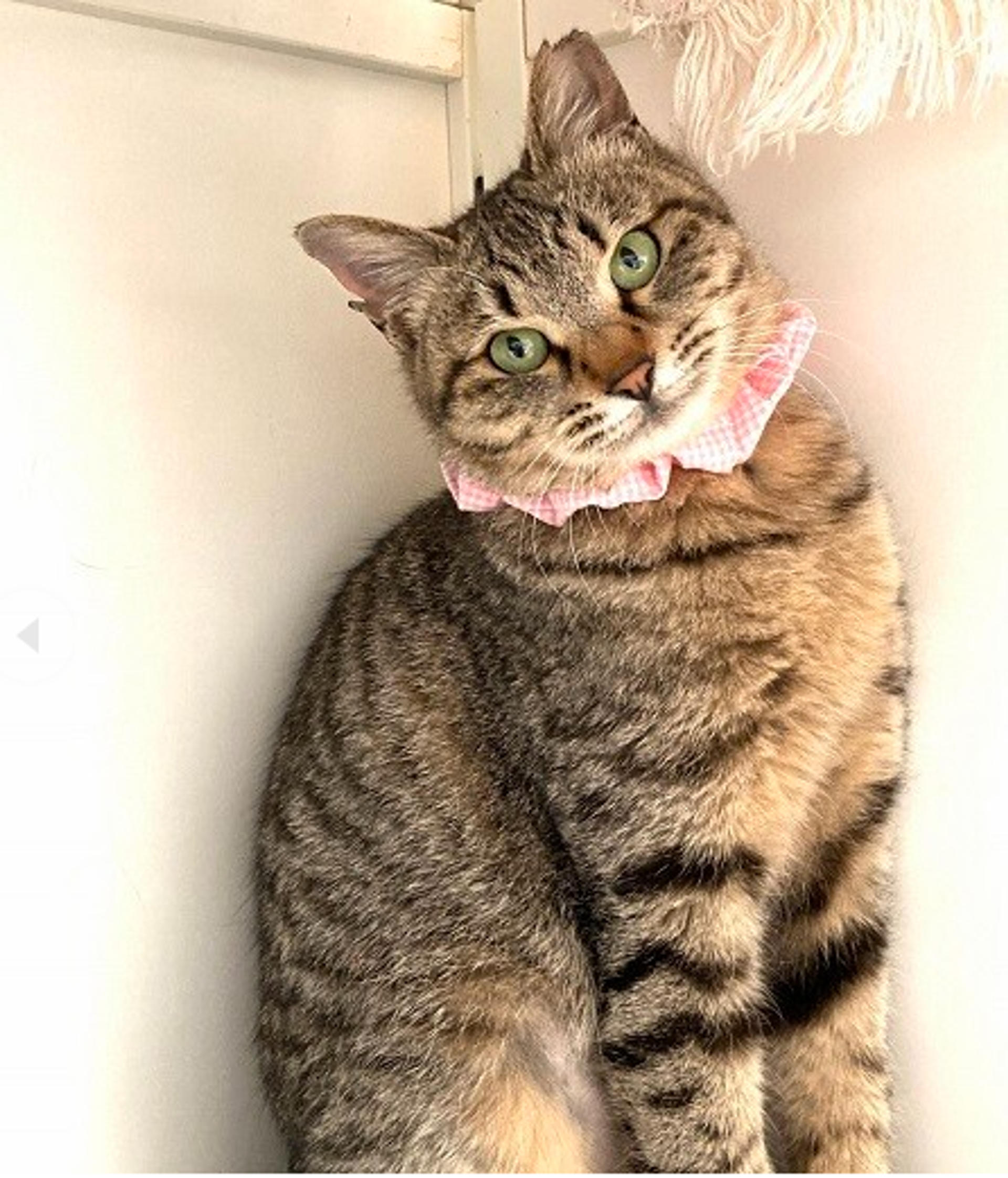 pet-image-5