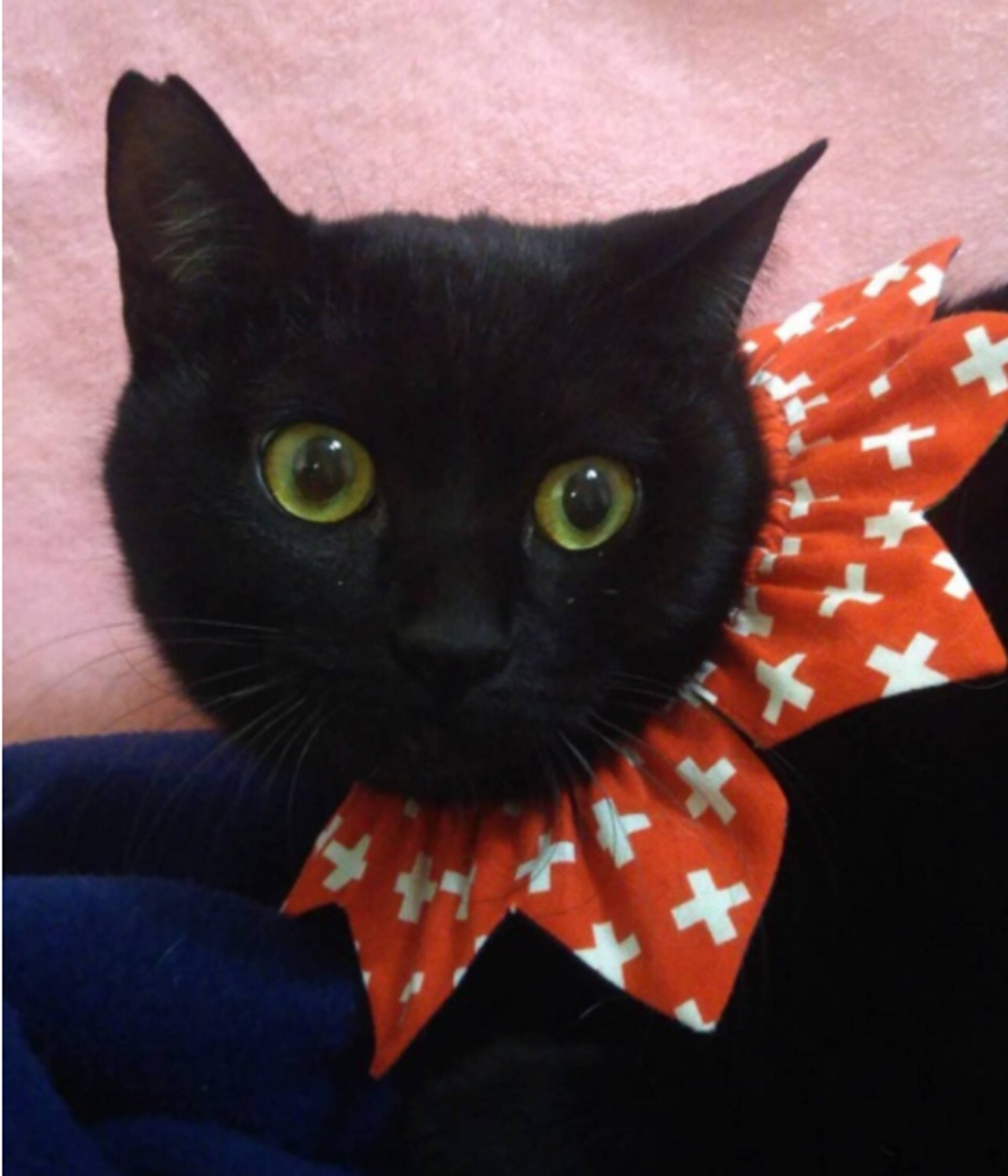 雑種（ミックス猫）・メスの里親募集の写真