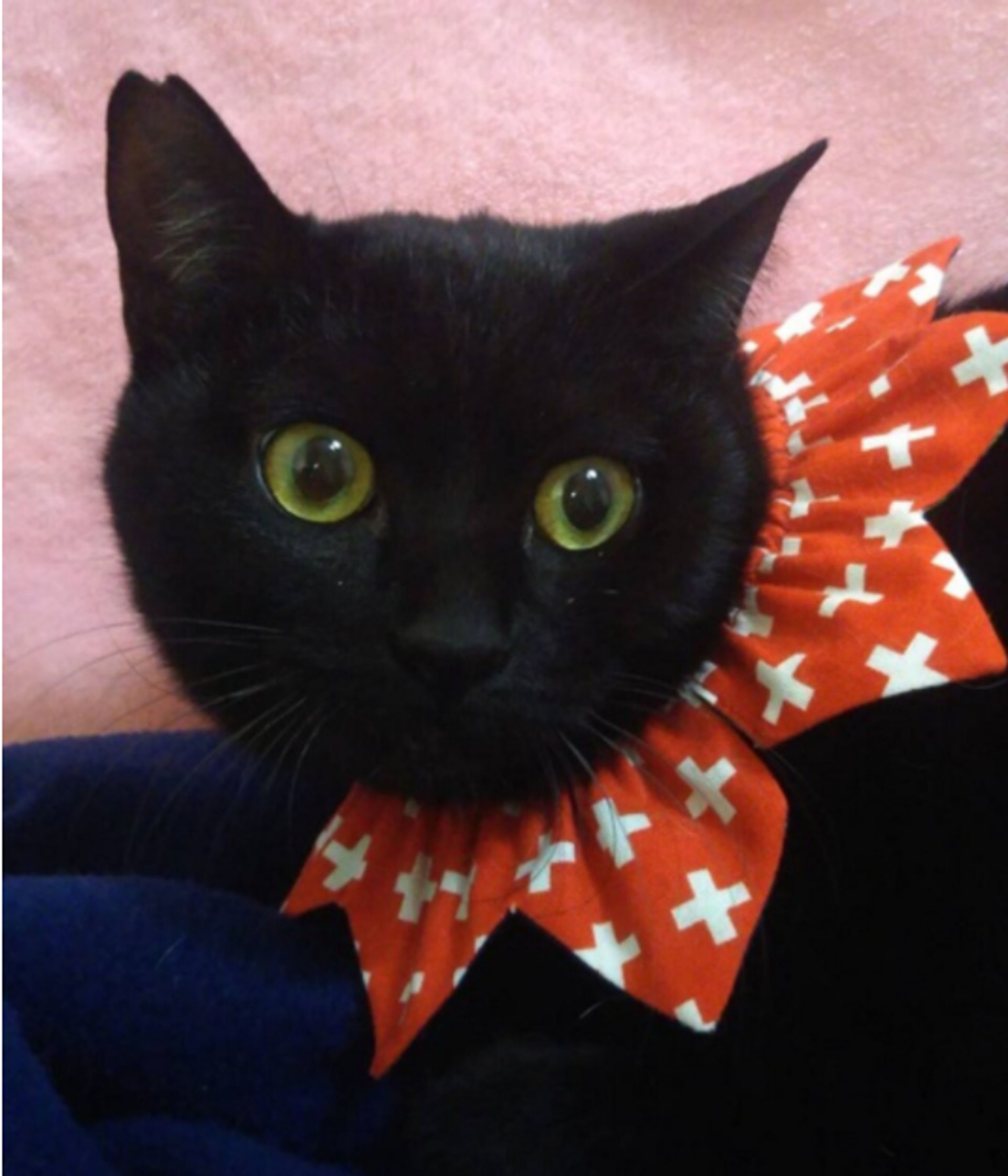 雑種（ミックス猫）・メスの里親募集の写真