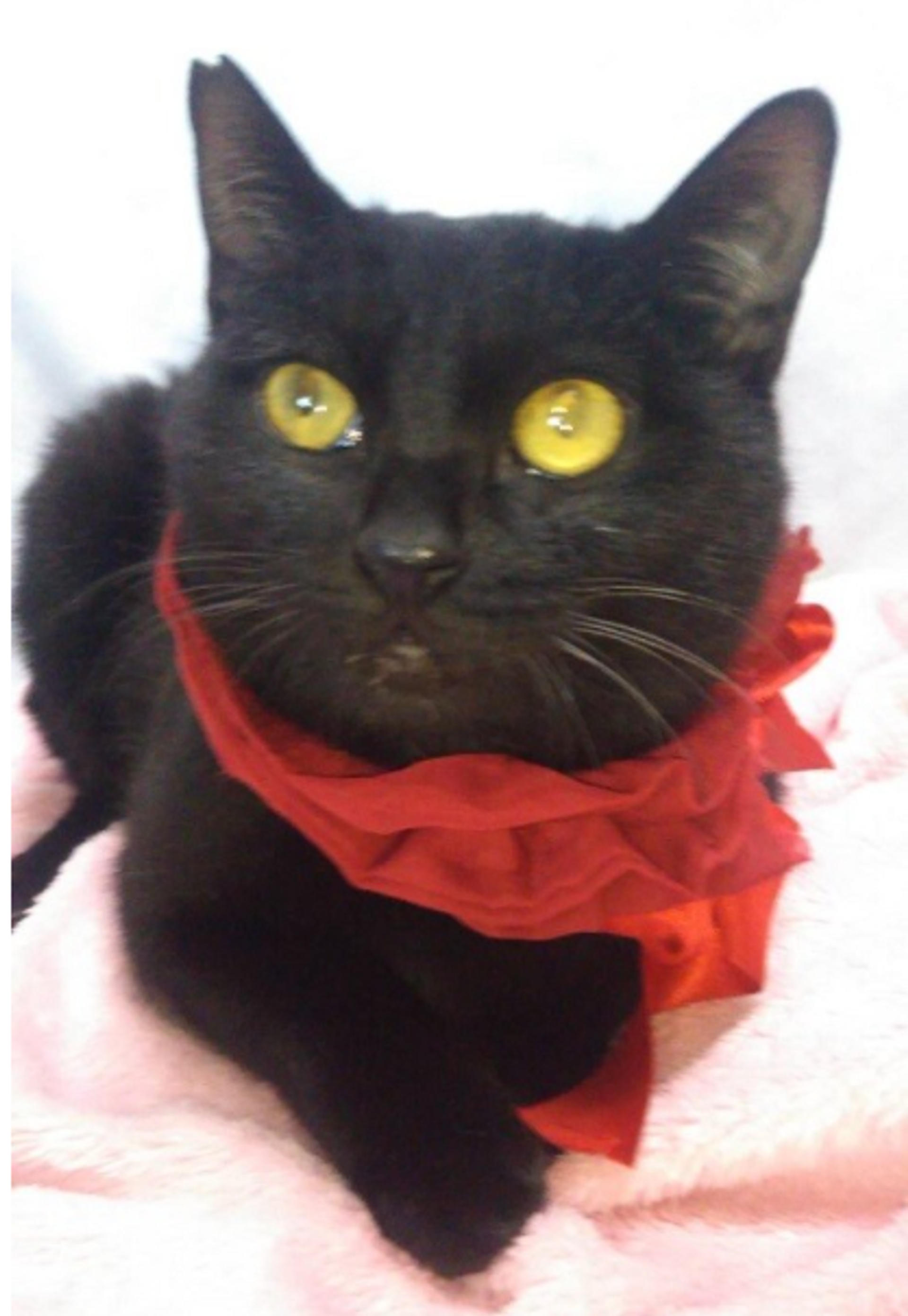 pet-image-4