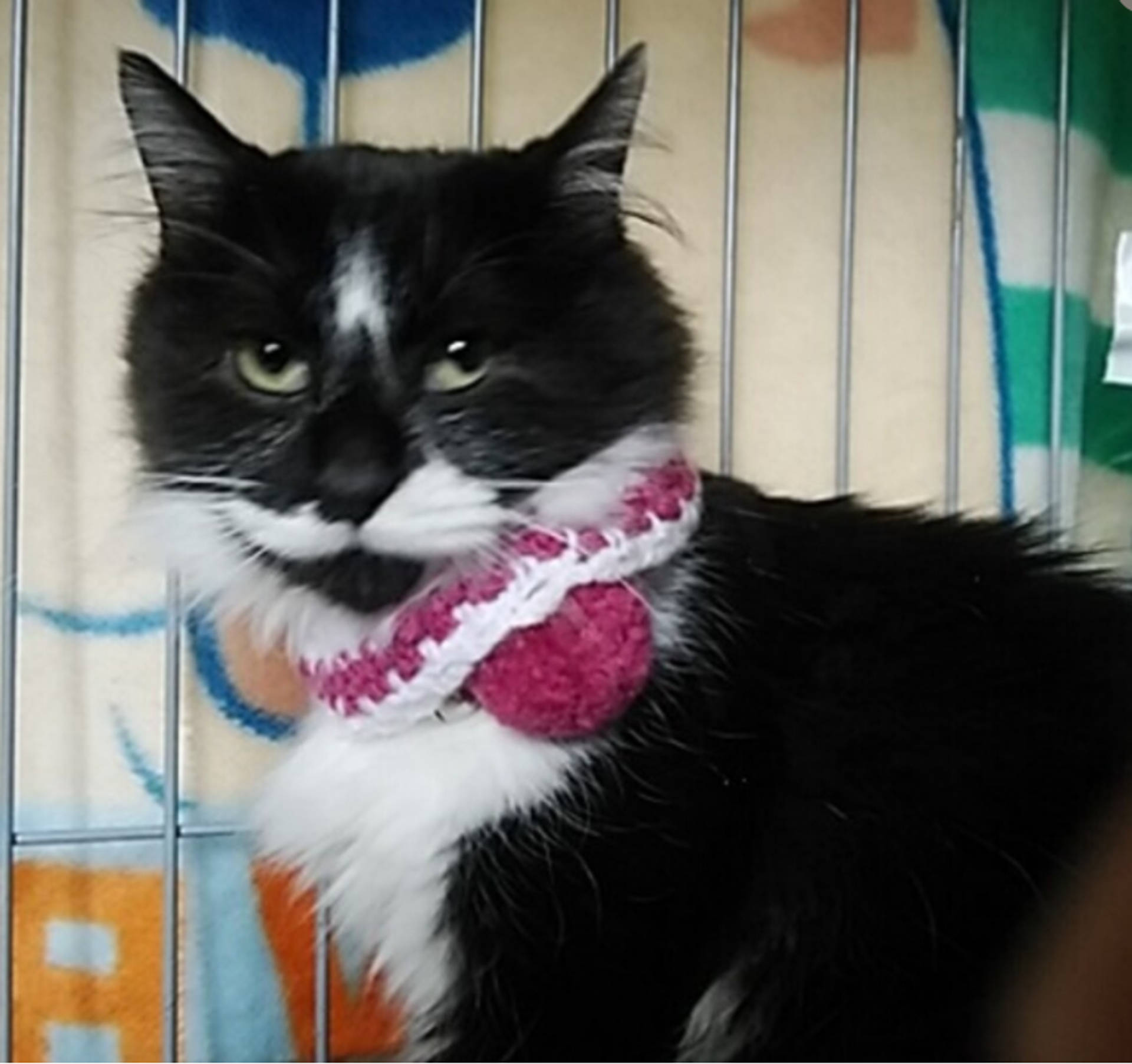 雑種（ミックス猫）・メスの里親募集の写真
