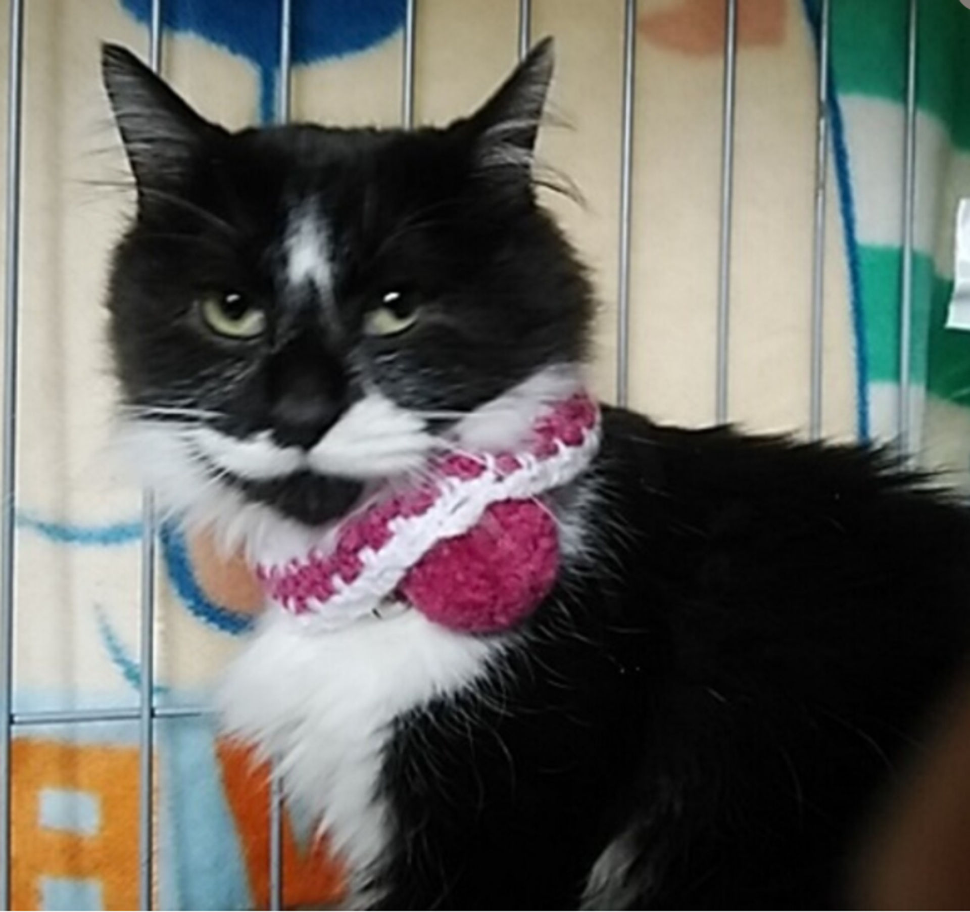 雑種（ミックス猫）・メスの里親募集の写真