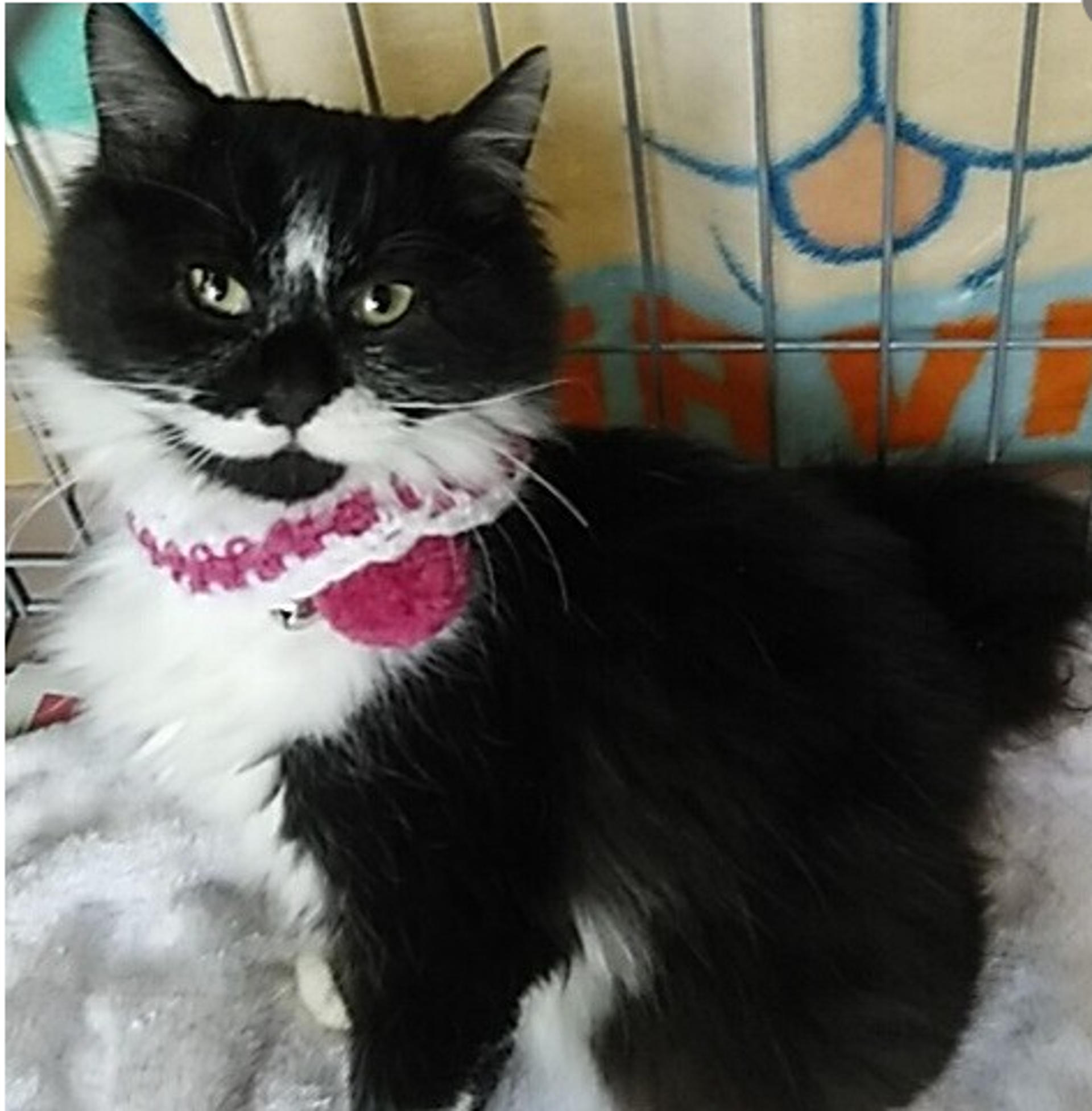pet-image-2